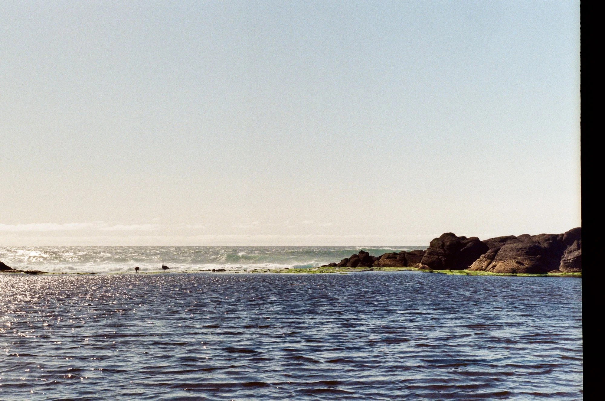 geese little whale cove 1.jpg