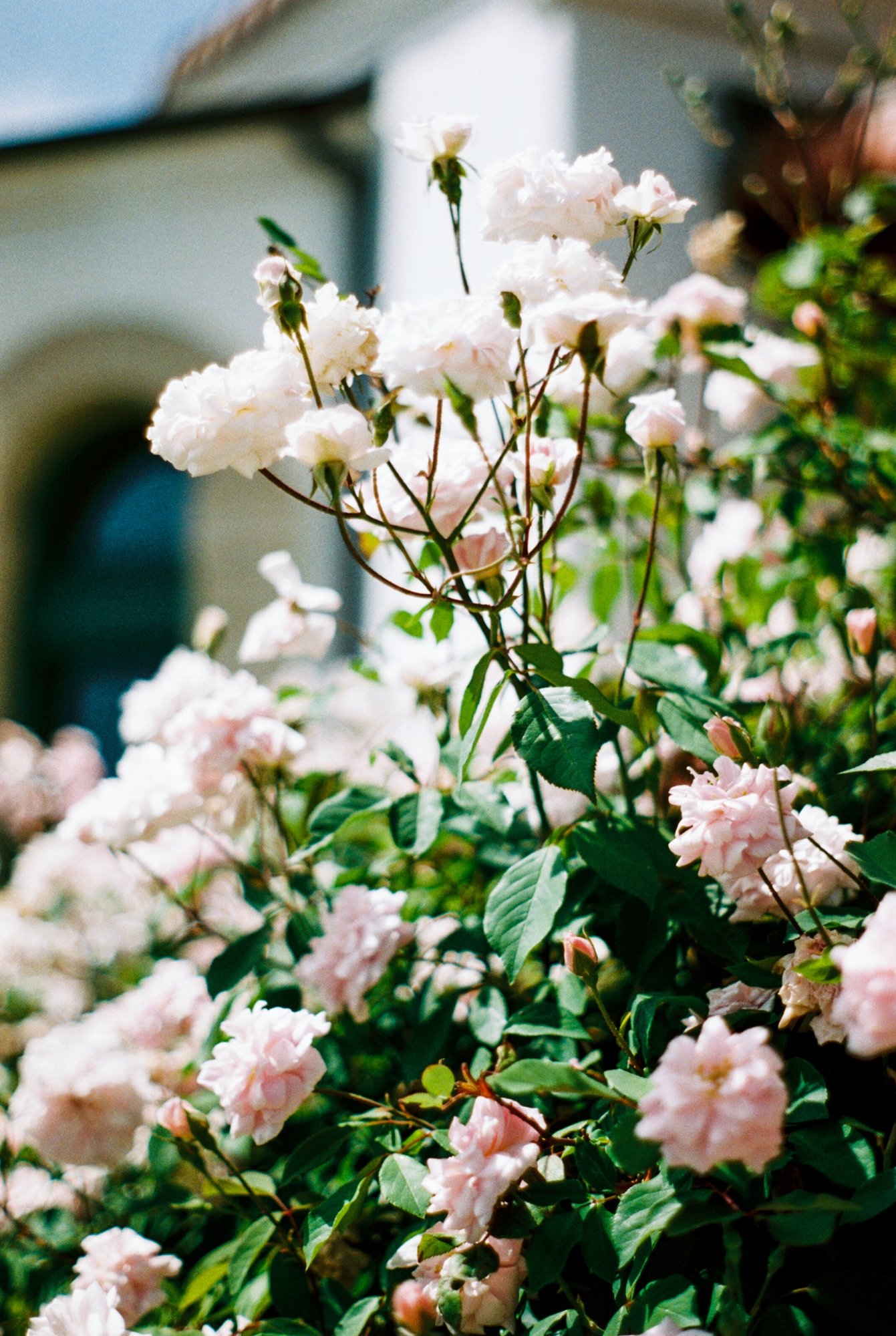 flowers outside GJW.jpeg