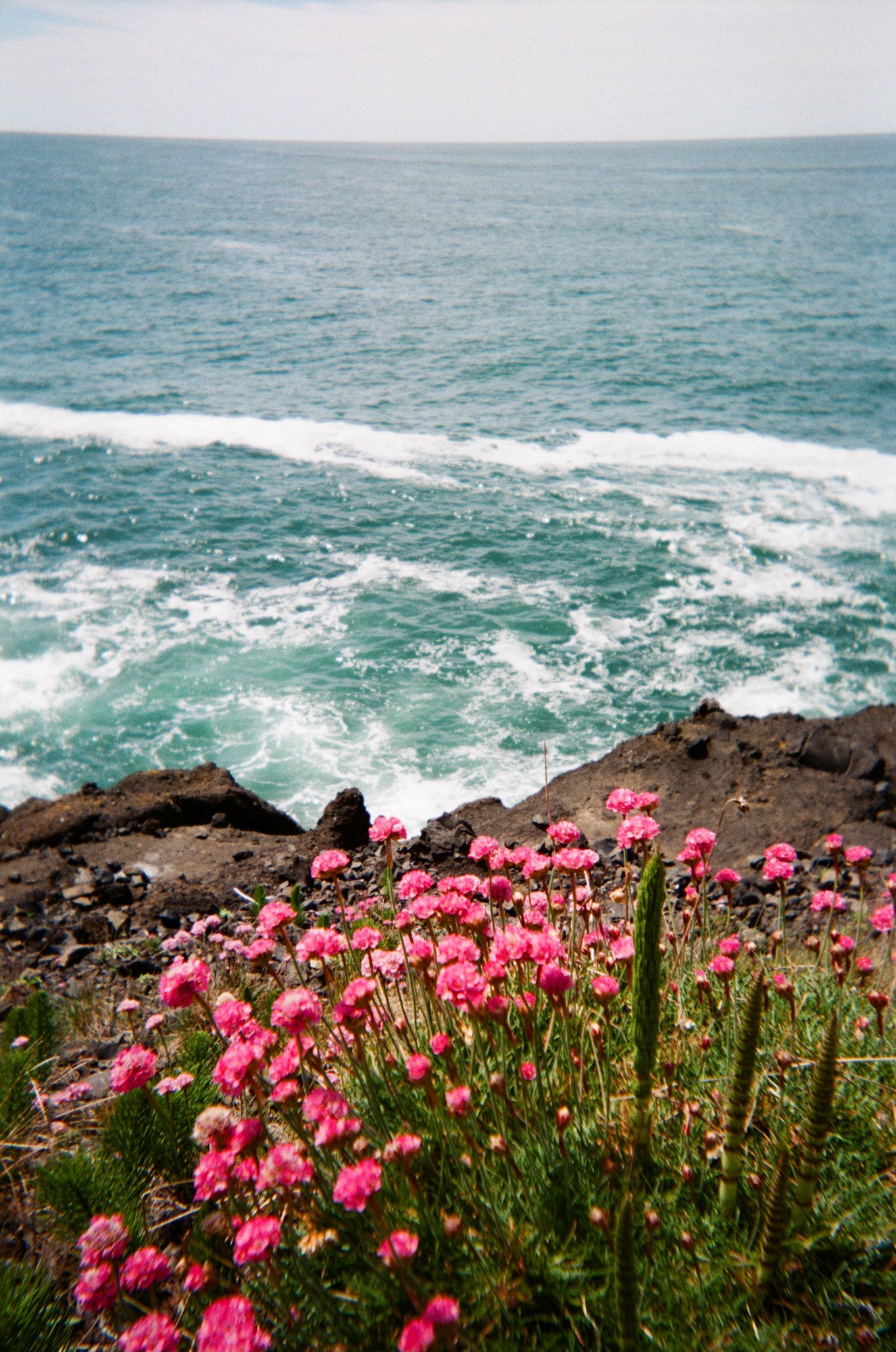 flowers on the pacific 2-155.jpg