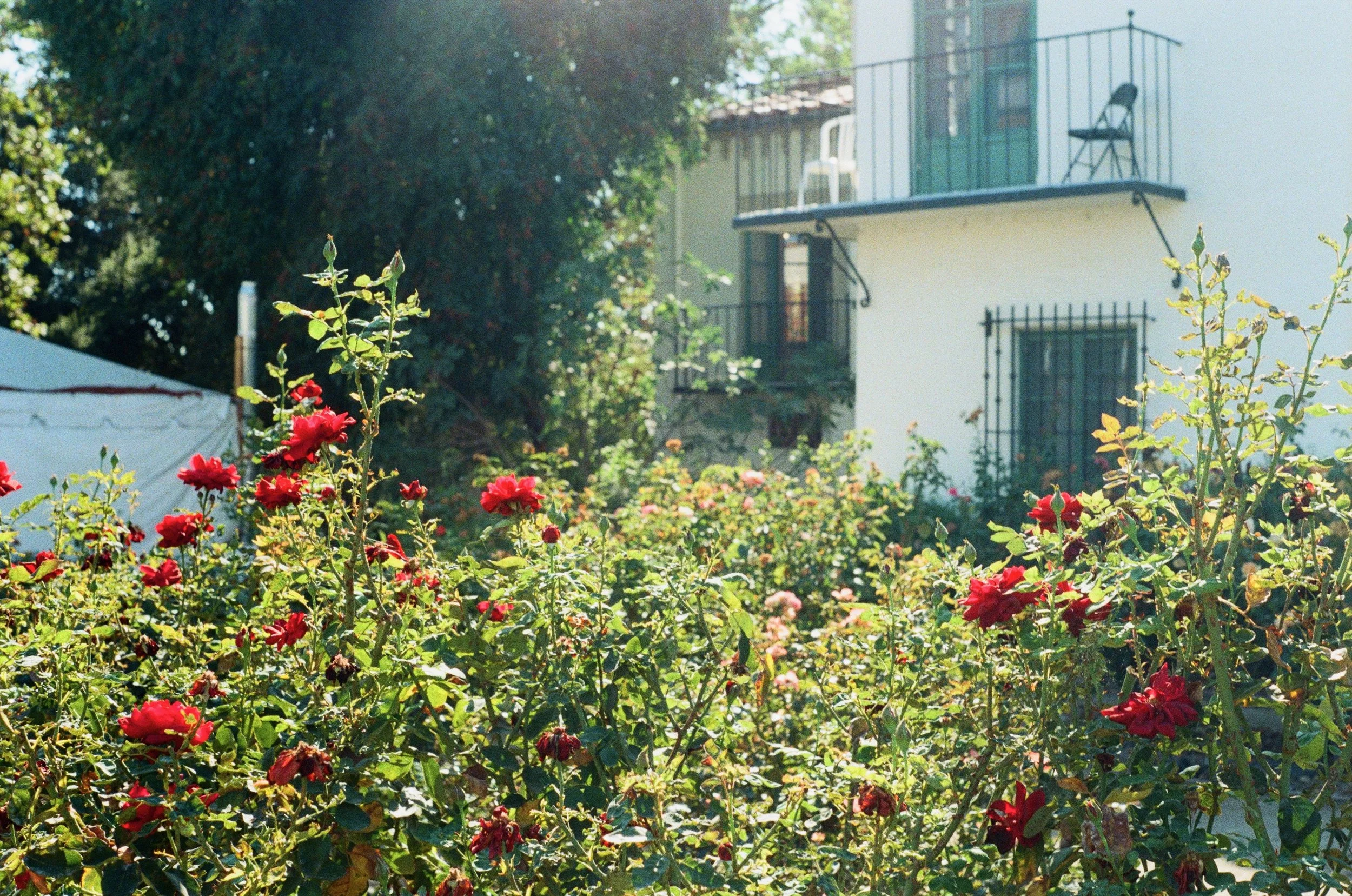 rose garden 2.jpeg