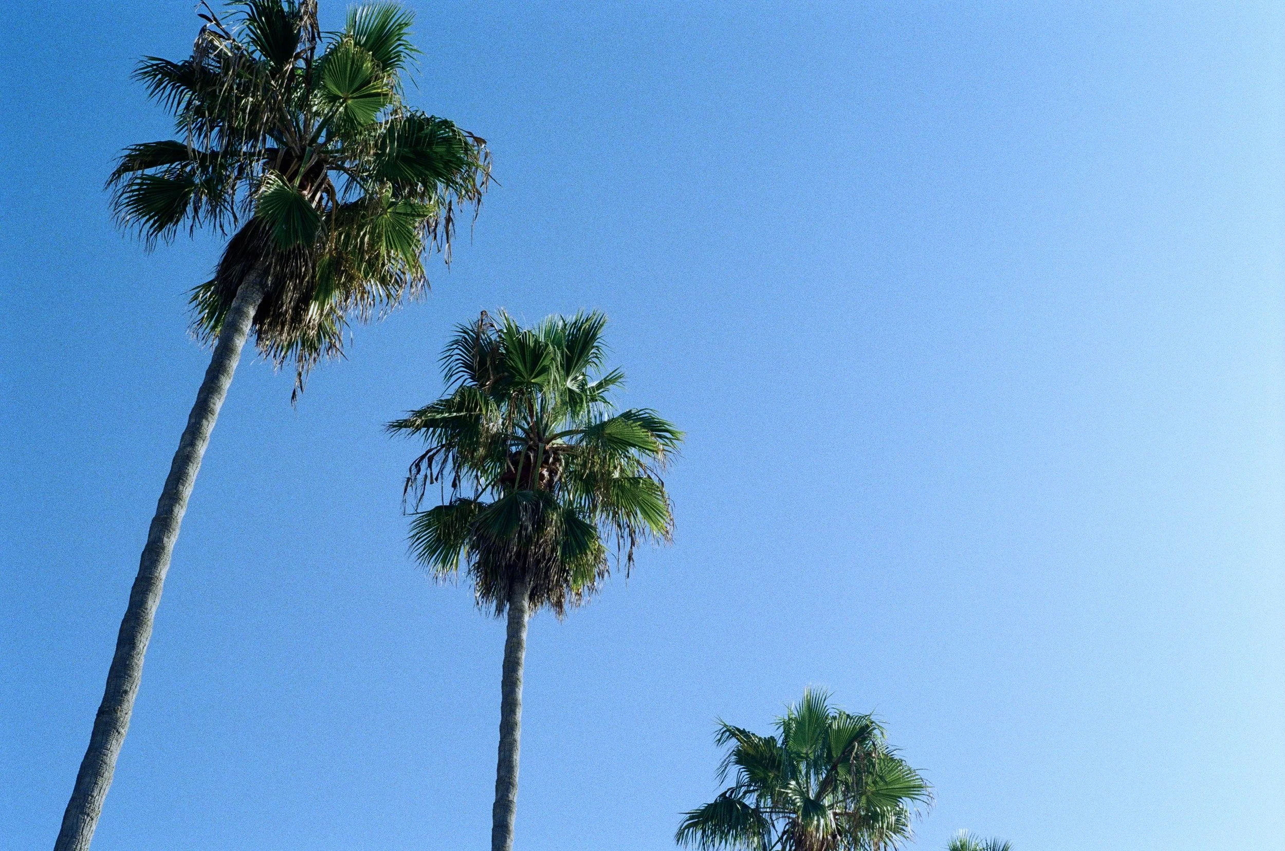 palm trees san diego.jpg