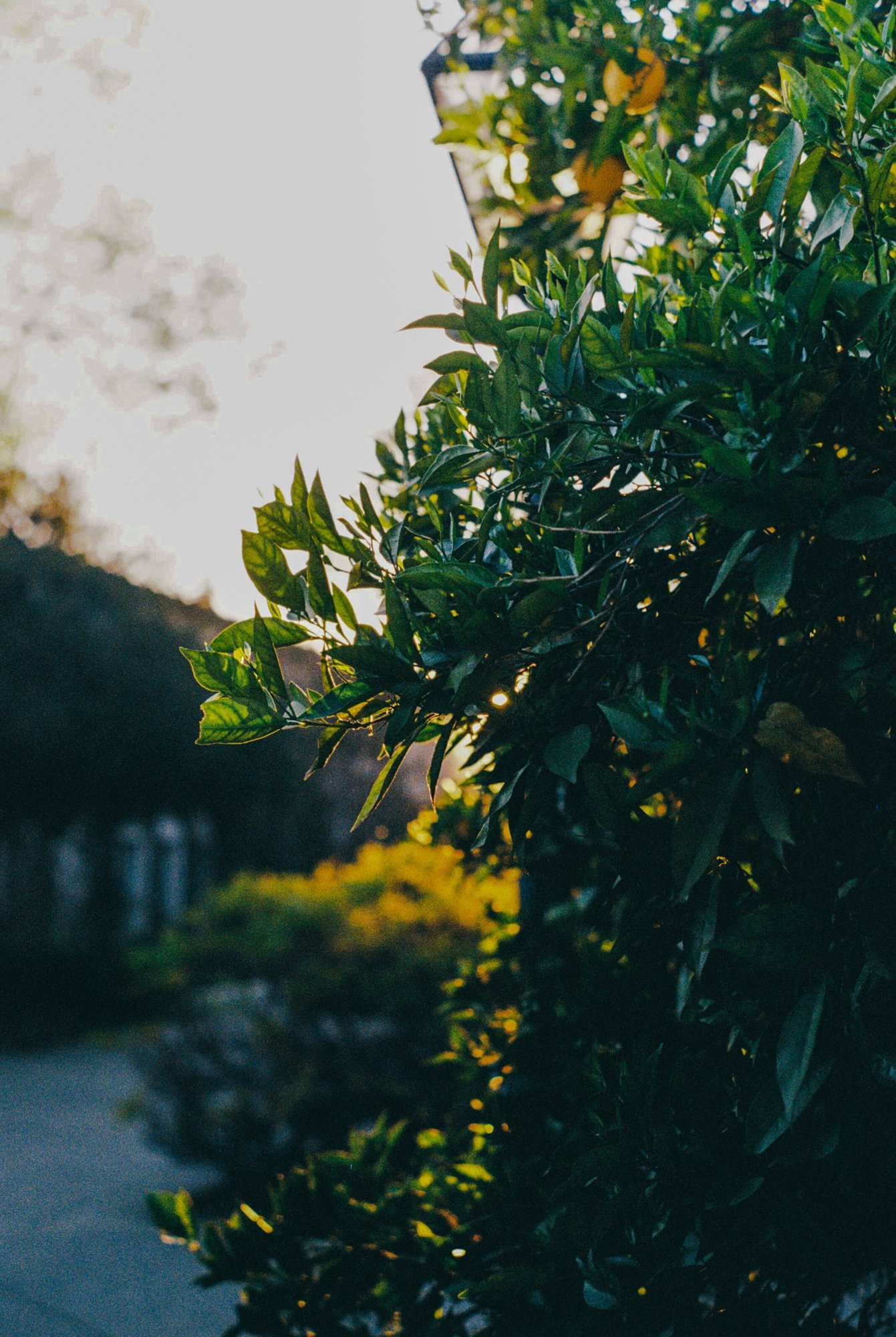 oranges in the sun.jpeg