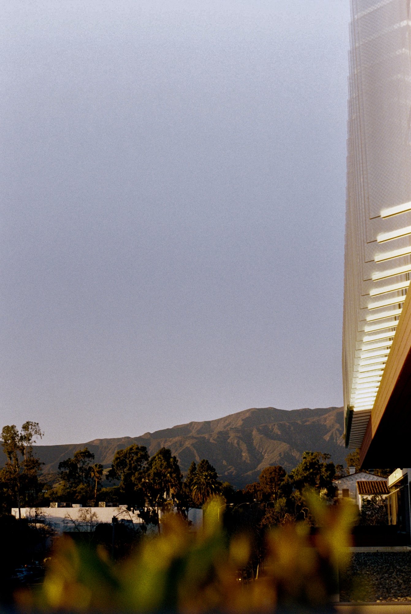 baldy from kravis.jpeg