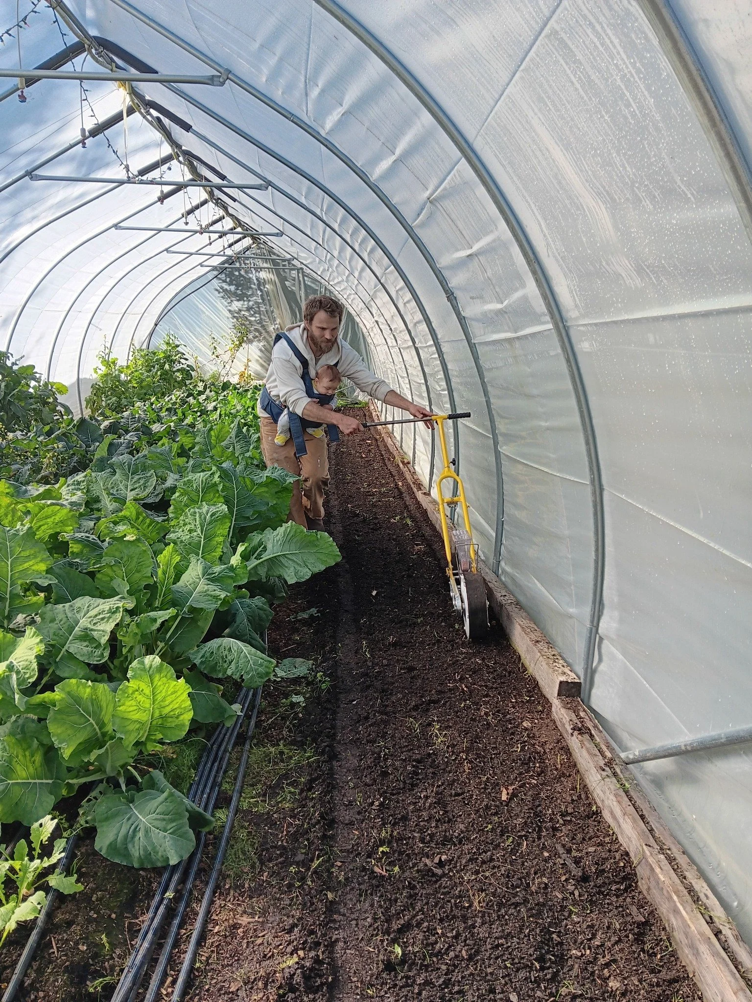 A man with a child in a baby carrier watering plants in a greenhouse with seedlings growing on the left side.
