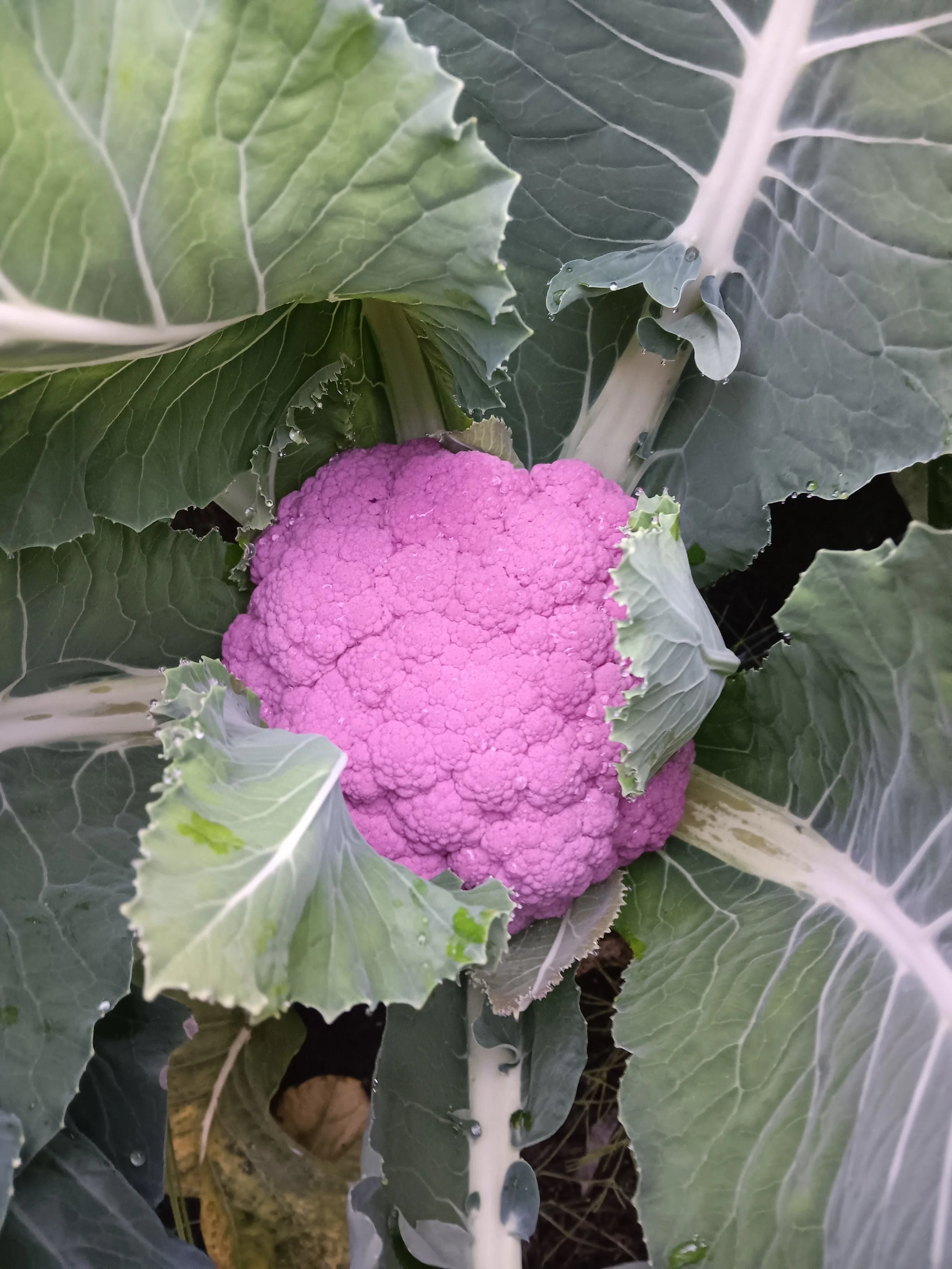 A pink cauliflower surrounded by green leaves.