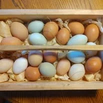 Eggs (chicken) 1 doz