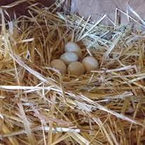 Eggs (Duck)