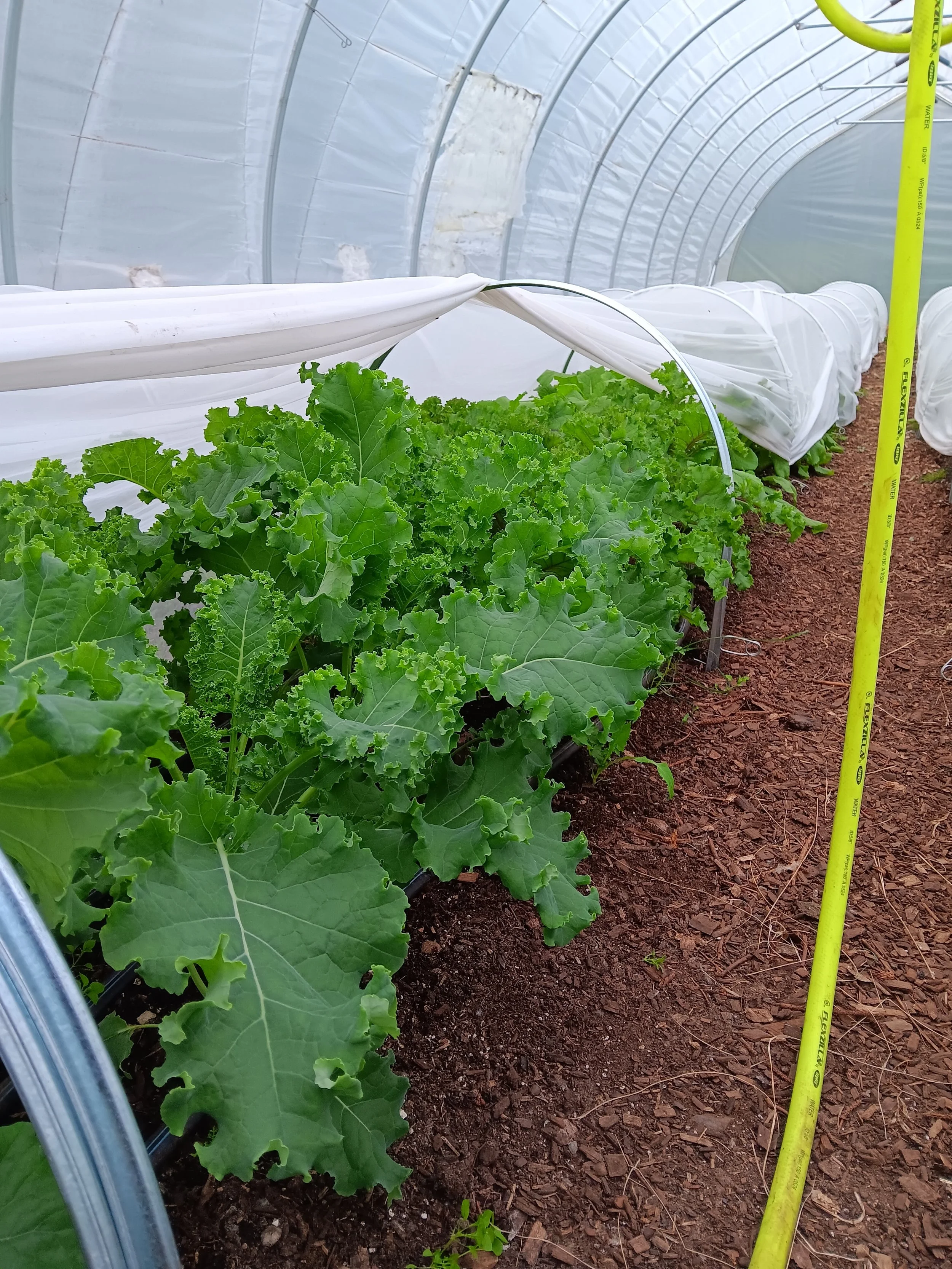 Kale