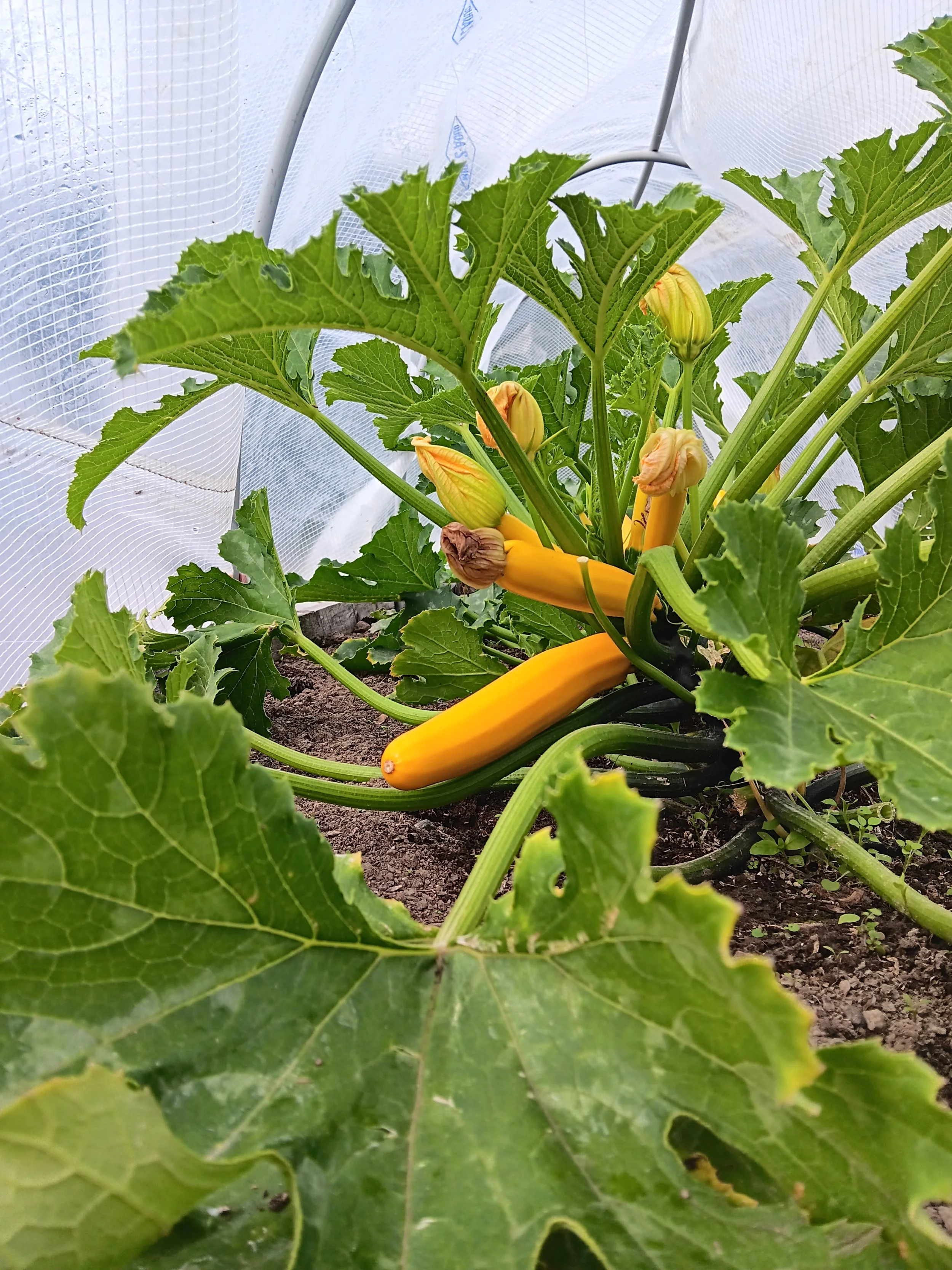 Zucchini/Courgette