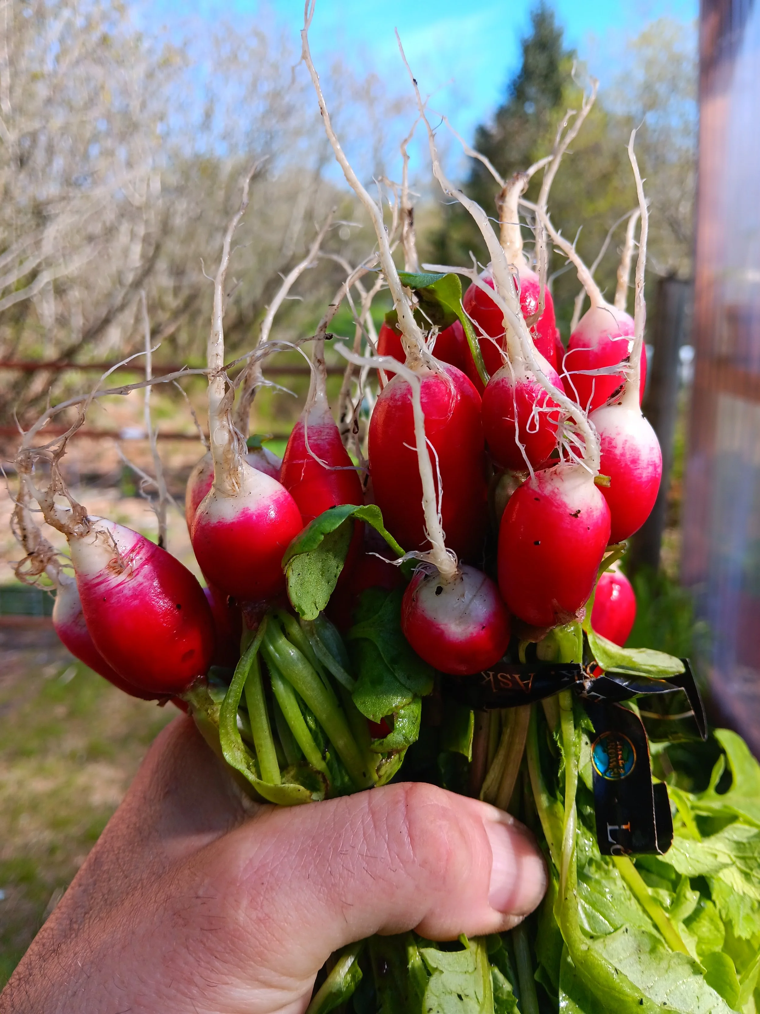 Radishes