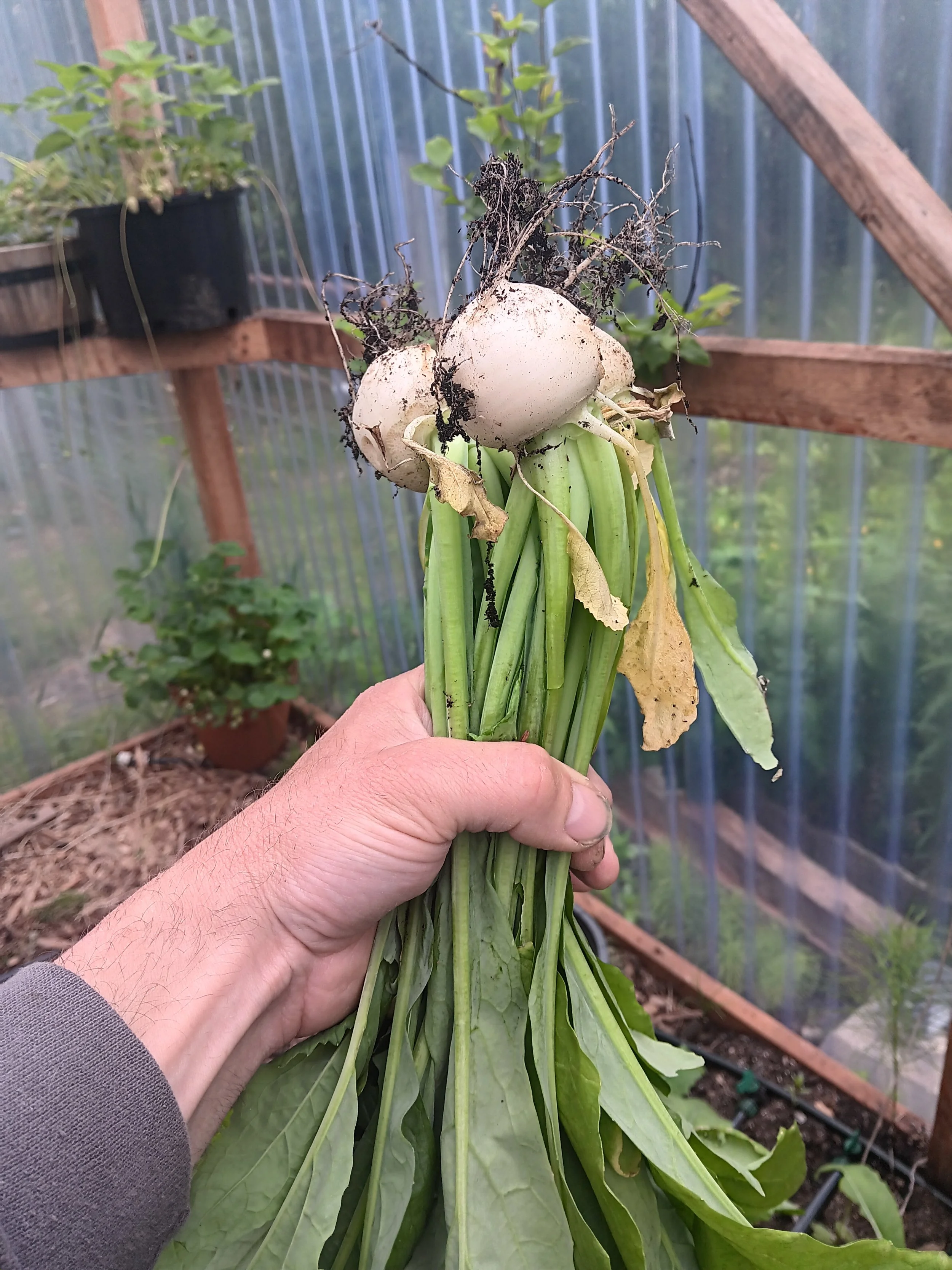 Turnips