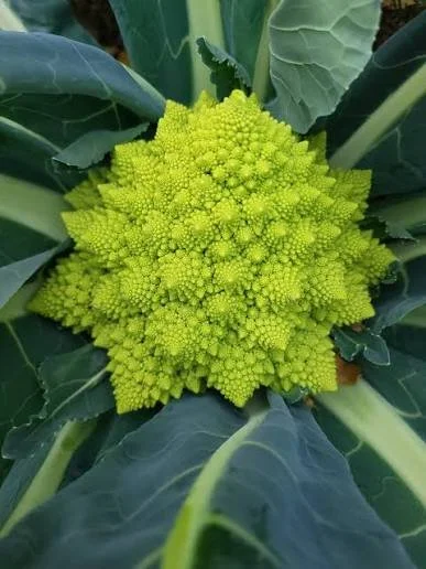 Romanesca