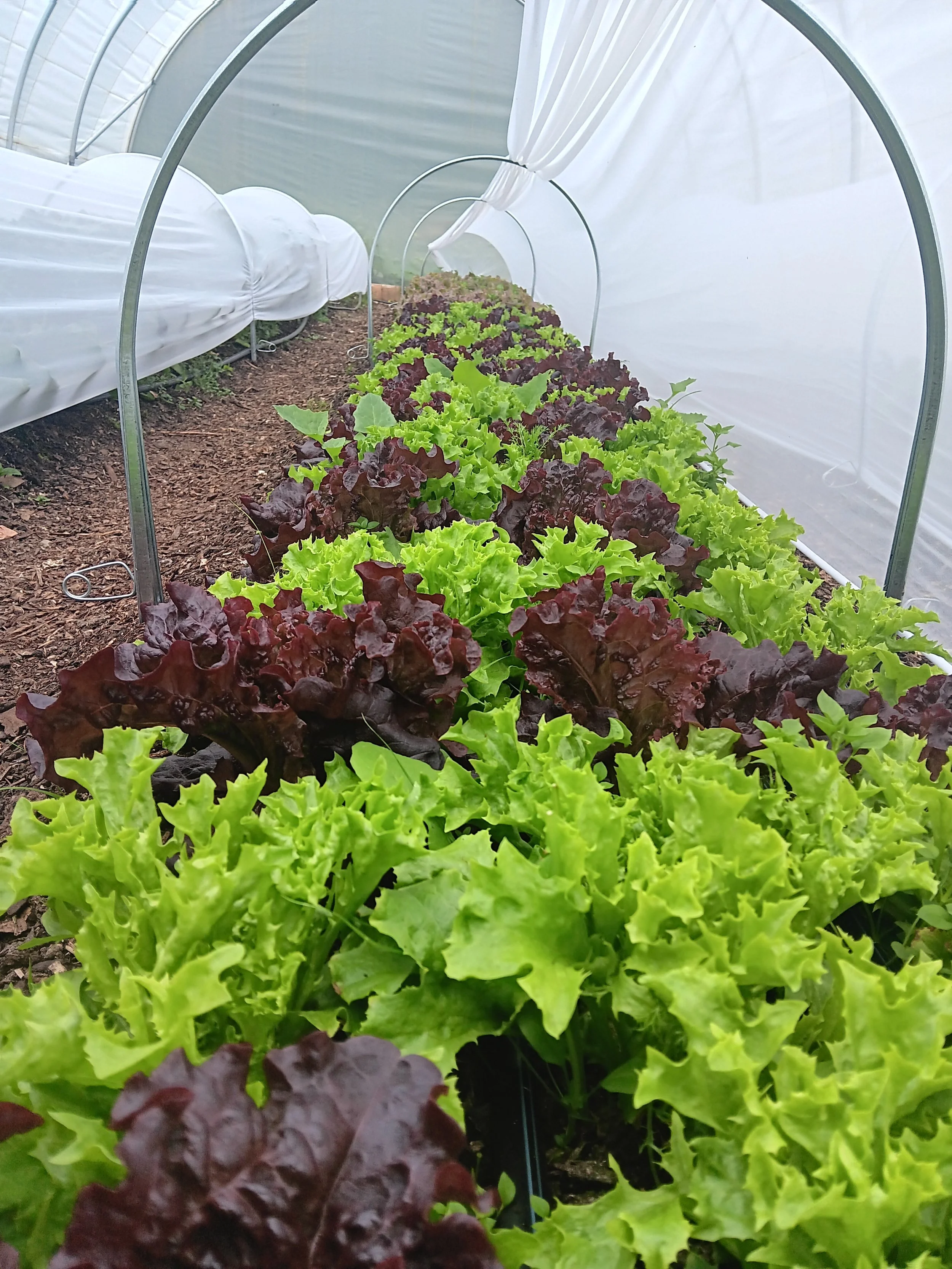 Lettuce