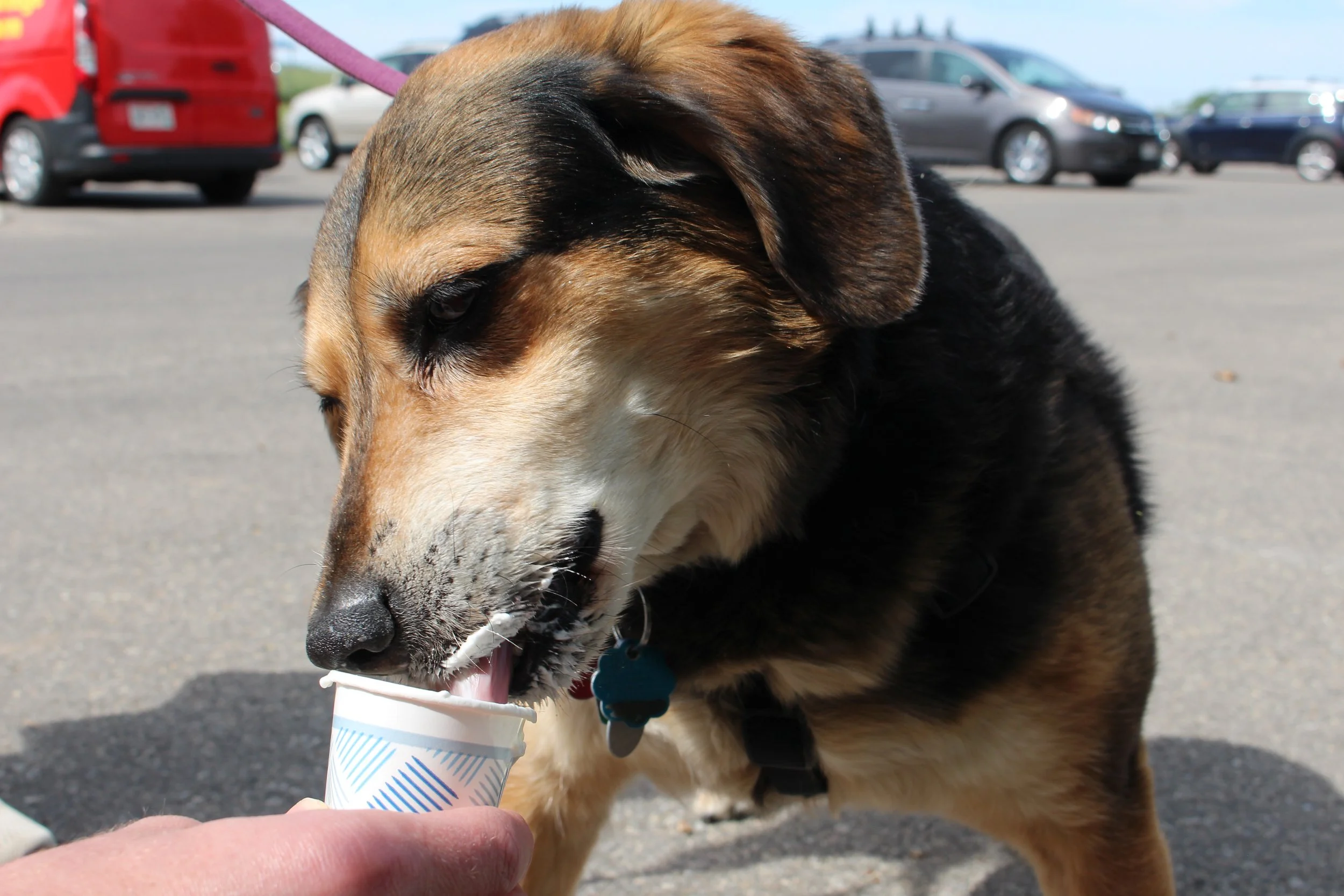 Sycamore Park Dog Park 