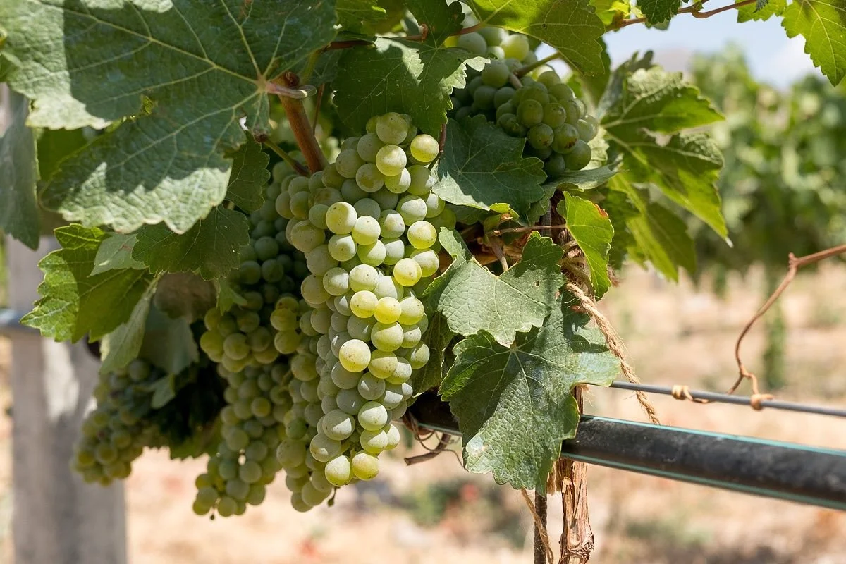 Voskehat, or &ldquo;Golden Berry,&rdquo; is considered the emblematic white variety of Armenia. Thriving in high-altitude, rocky soils, these long-living vines produce thick-skinned clusters known for their complexity and expressive aromatics, often 