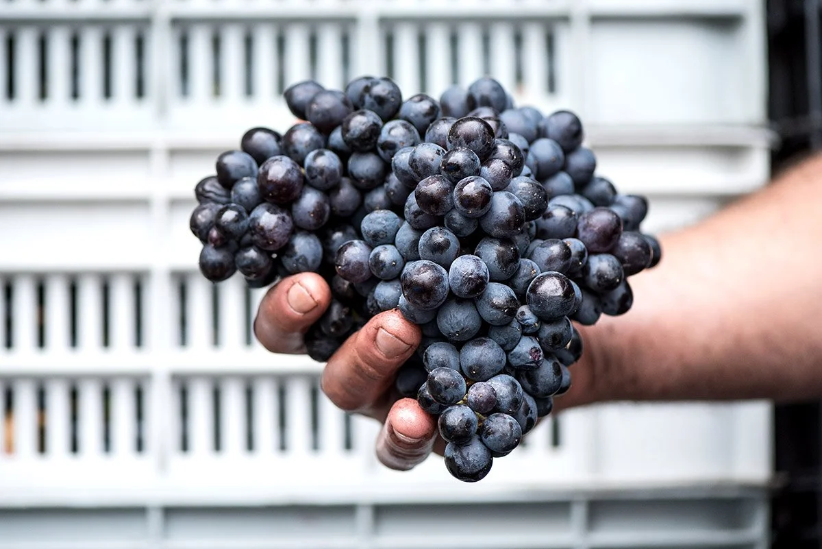 Hand holding a bunch of Areni wine grapes with harvest bins in the background.