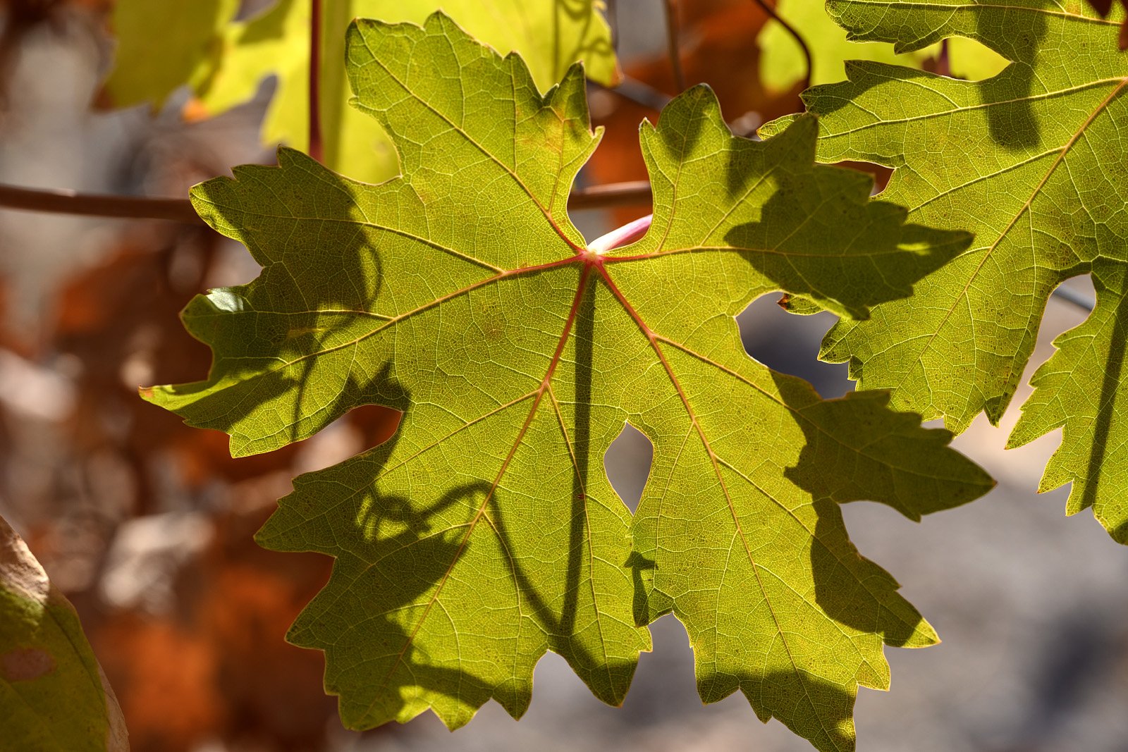Close-up of a green Voskehat grape leaf with sunlight shining through, showing the leaf's veins and shadow.