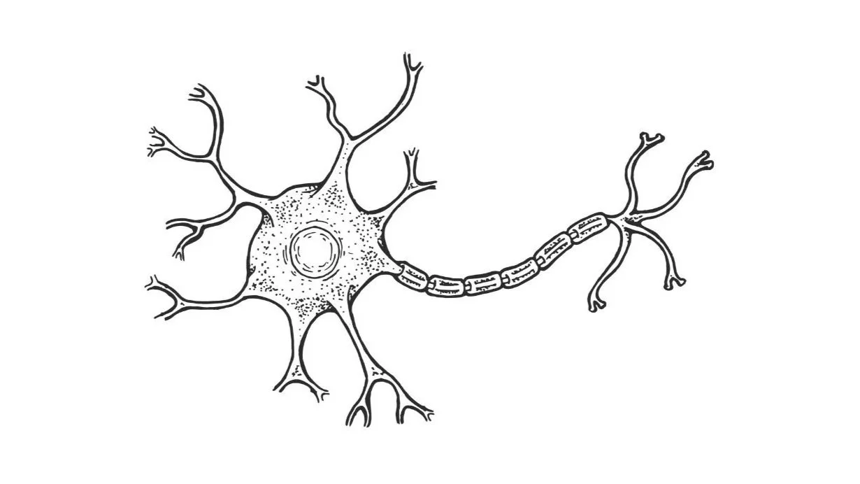A black and white line drawing of a neuron, showing the cell body, dendrites, and an elongated axon with myelin sheath segments.