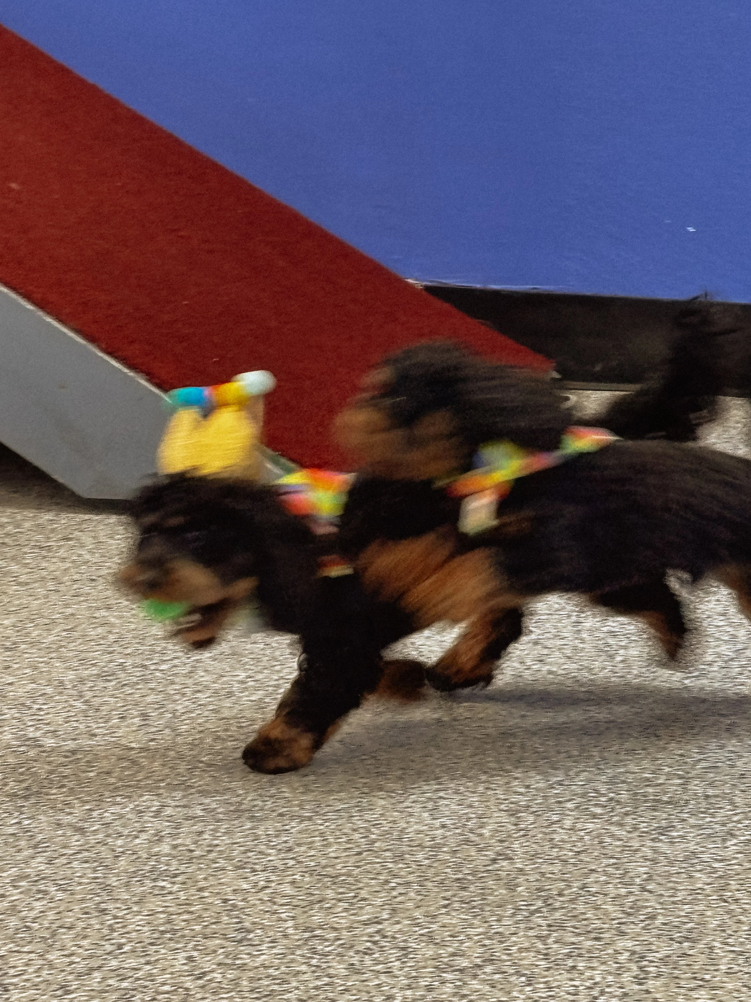 Harvey’s First Birthday!