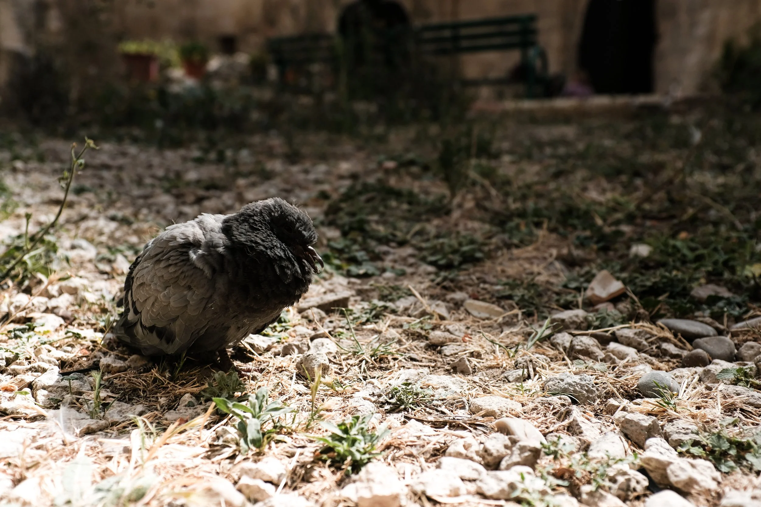 Pigeon in the Ruins.jpg