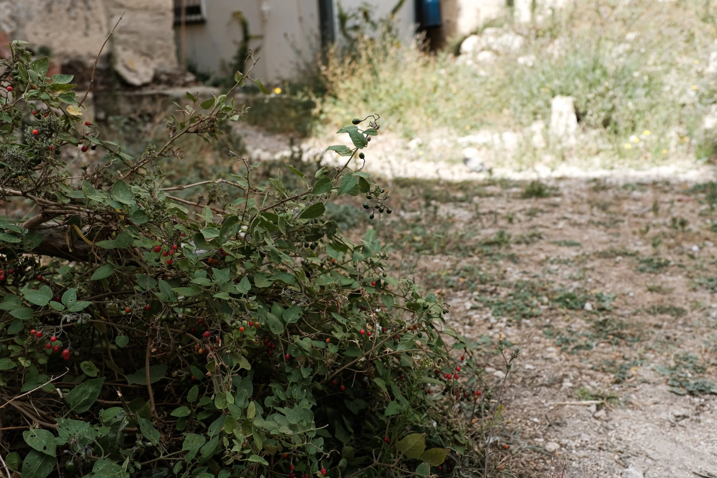 Bush in the Ruins.jpg