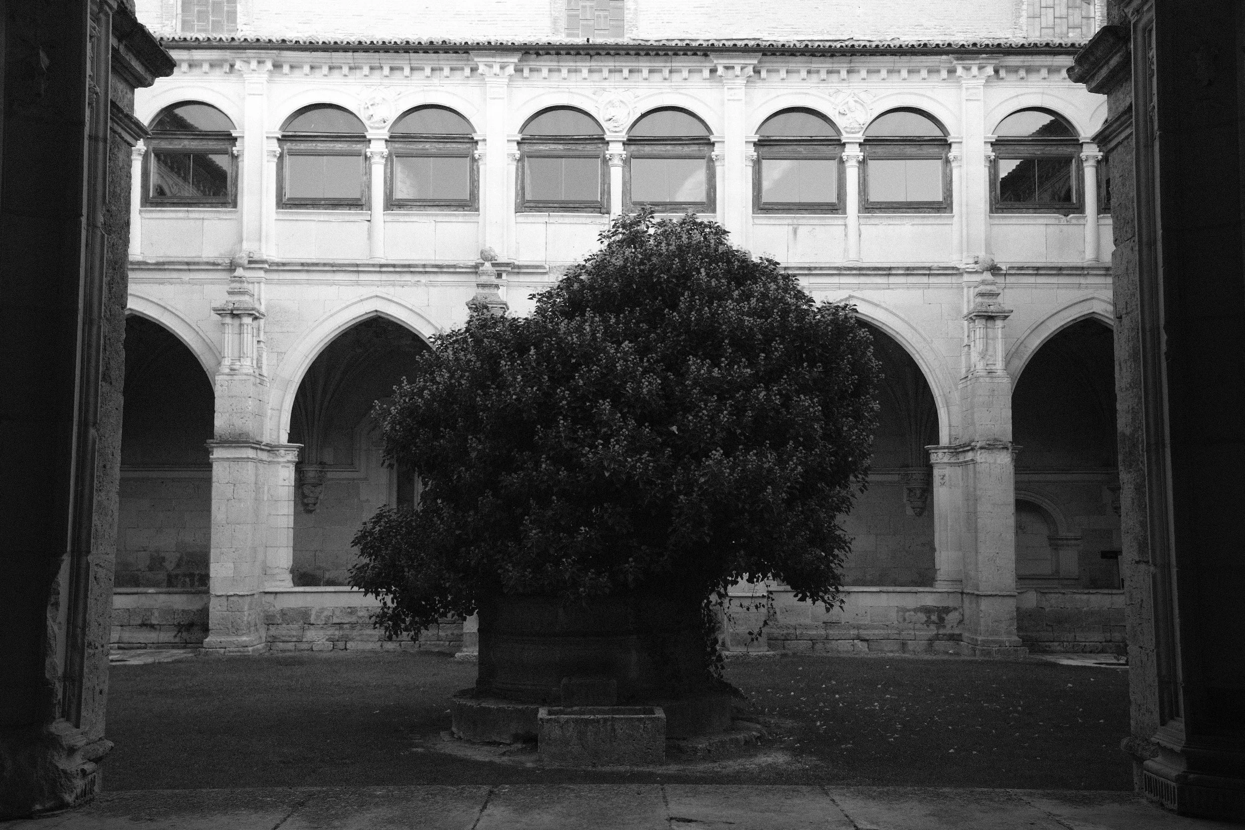 Monastry Tree.jpg