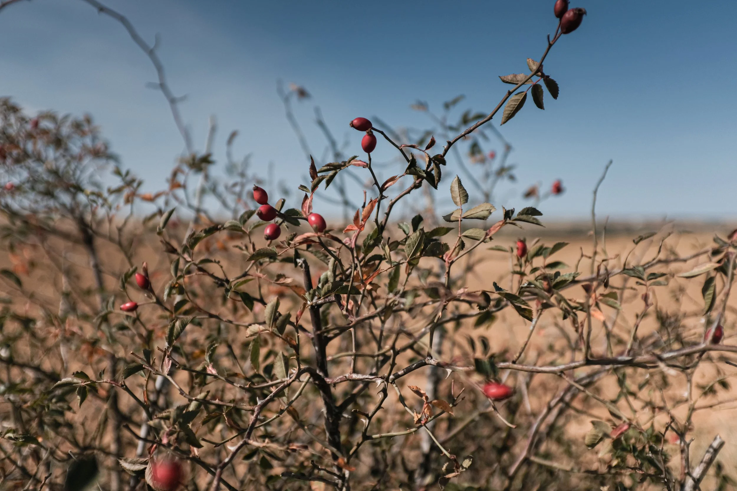 Side of the Road Rosehip.jpg