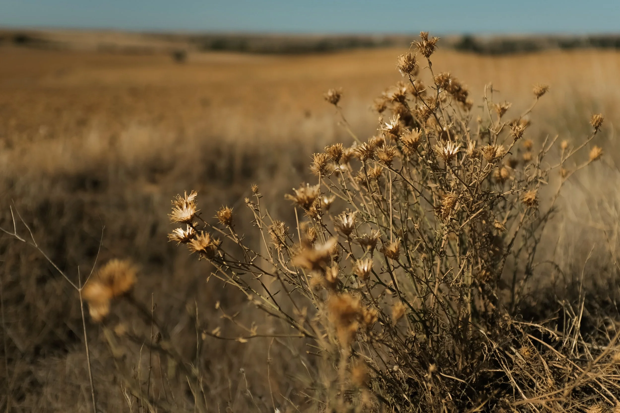 Dry Flowers Camino.jpg