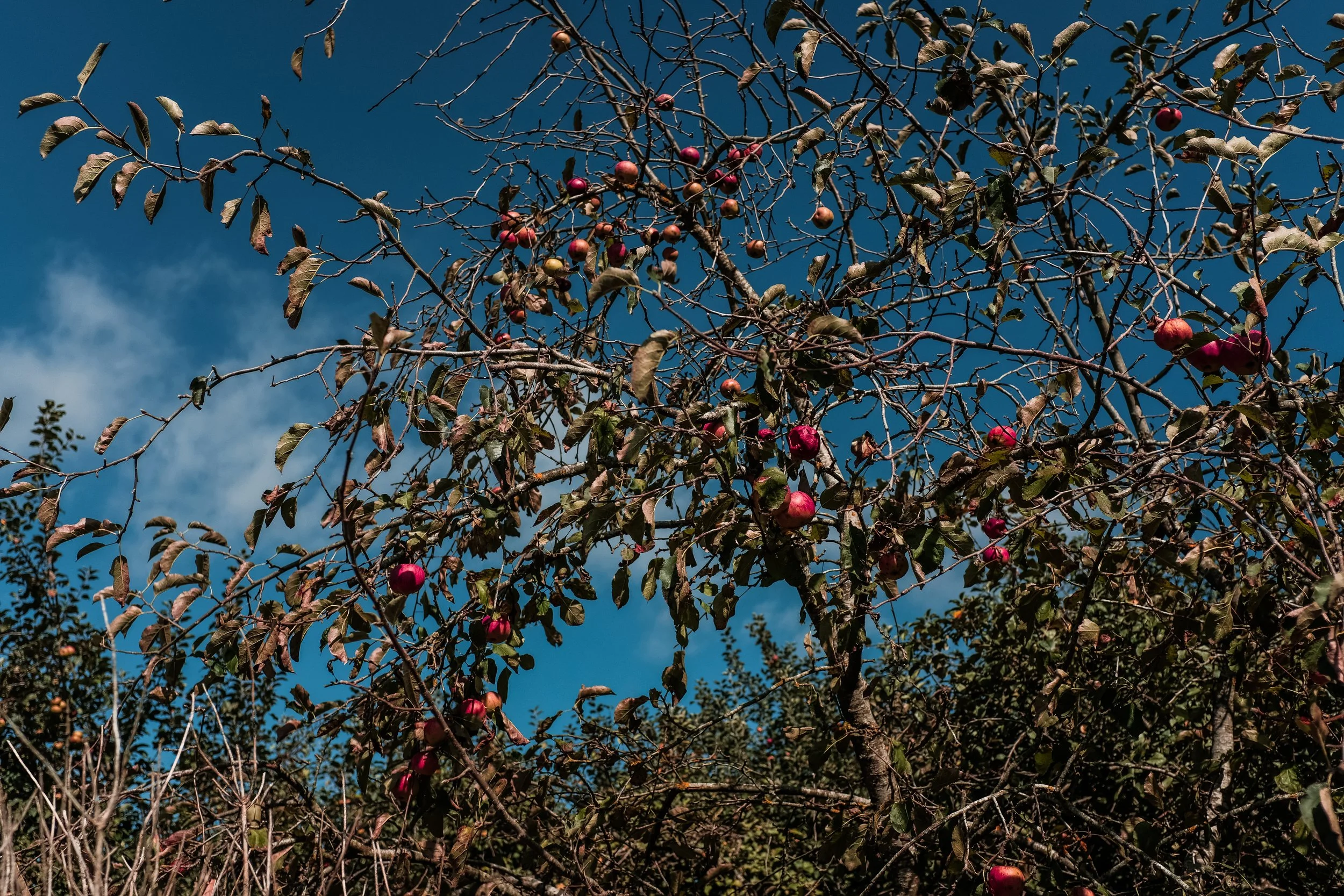 Apple Tree Camino.jpg