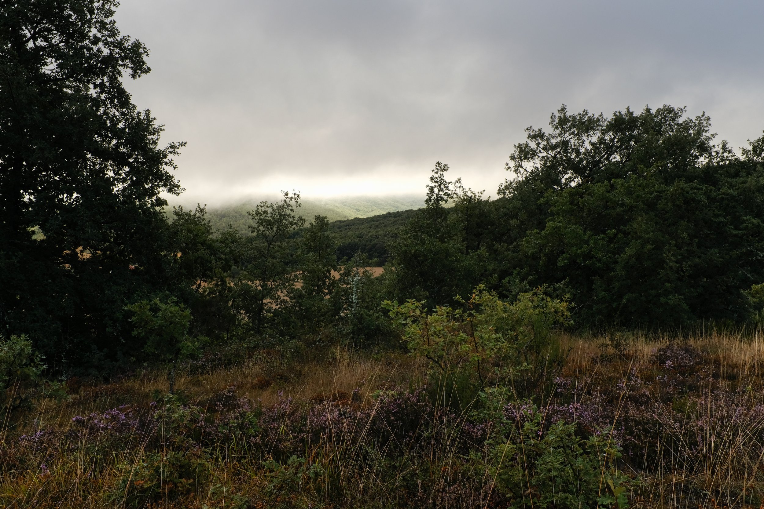 Camino Forest Heather.jpg