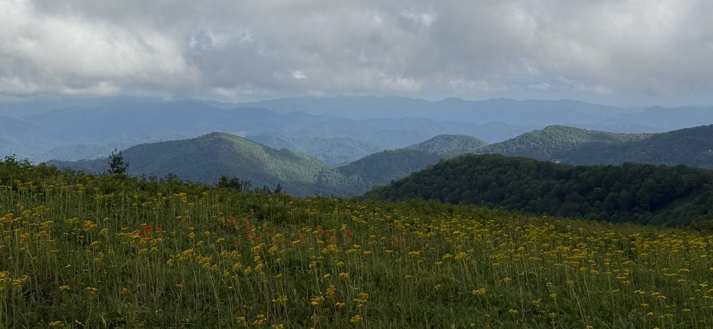 A mountain and wildflower vista that could have been clipped from The Sound of Music.