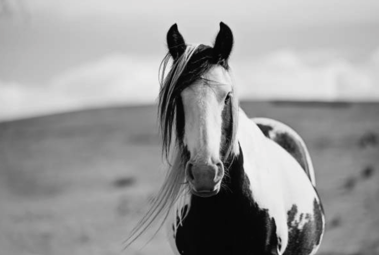 Black and white photo of a white horse with black markings standing in a field.