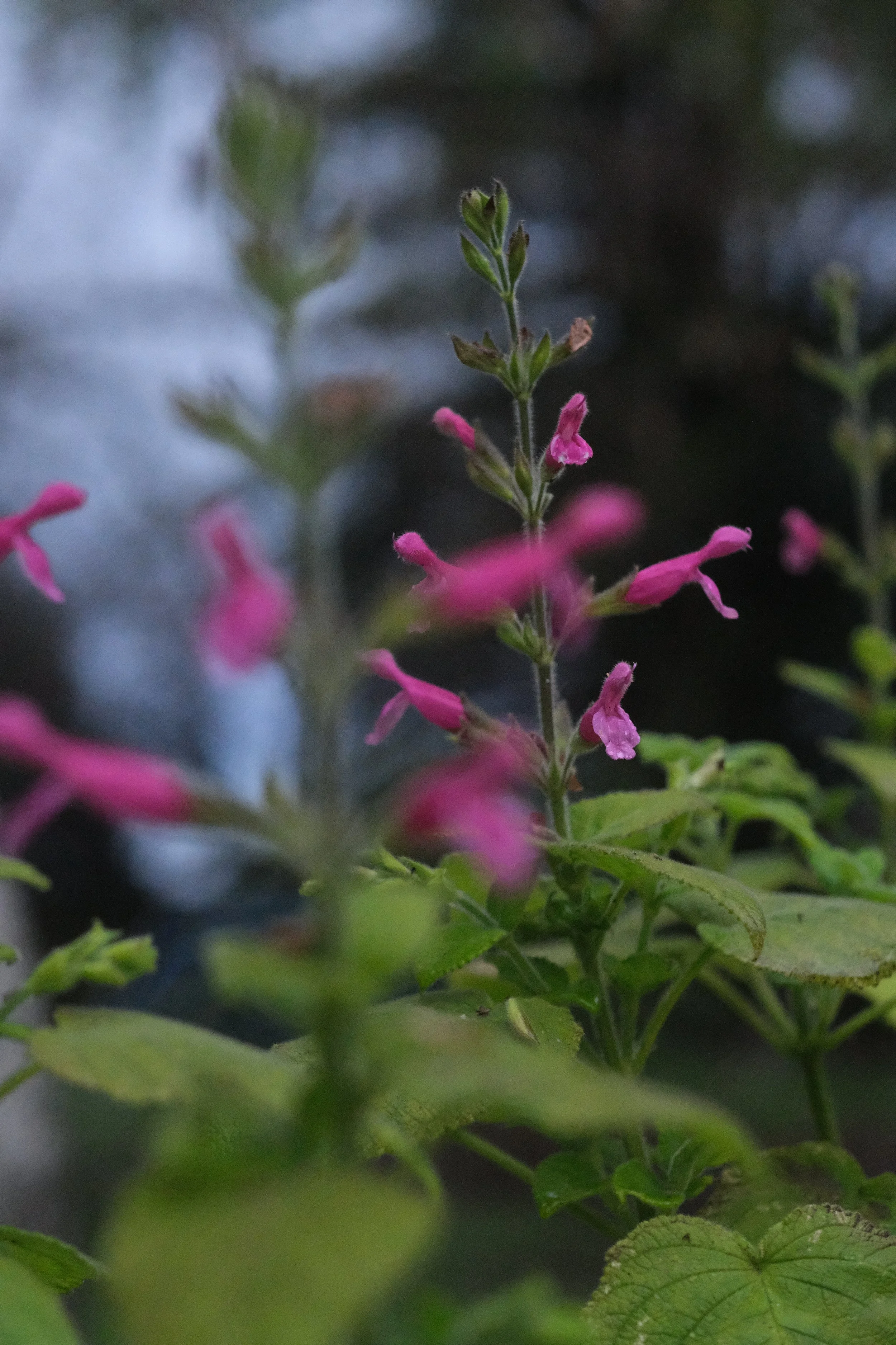 DSCF0813.JPG