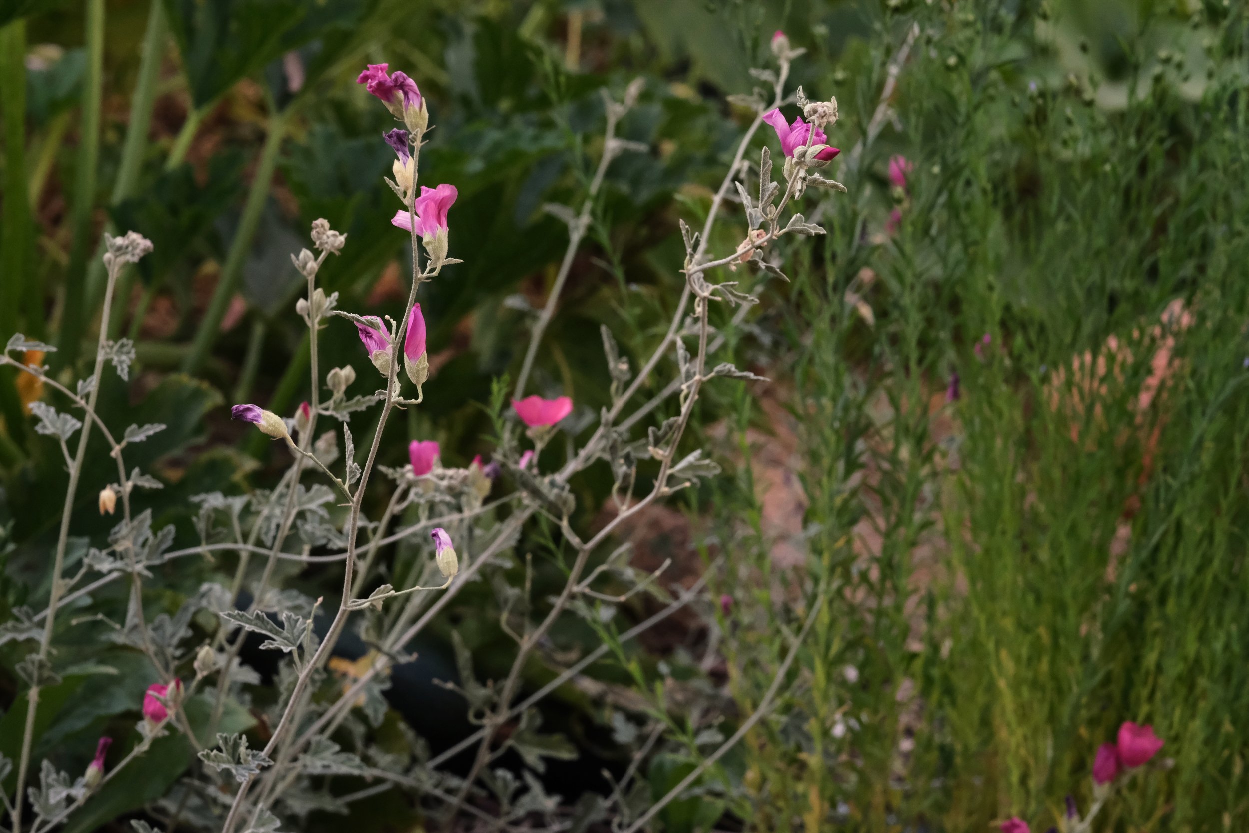 scarlet globemallow with blue flax in background