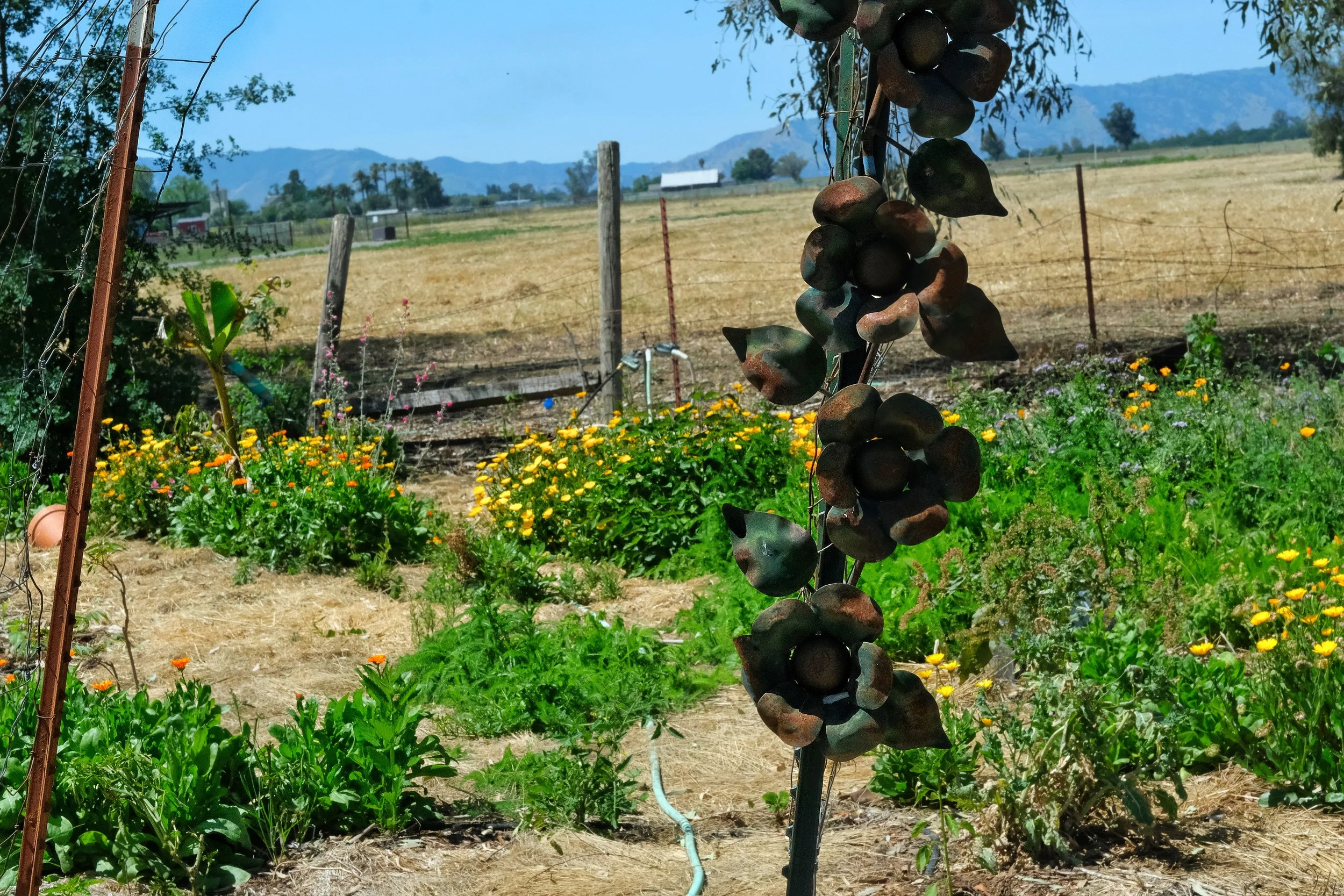 Trellis in early spring