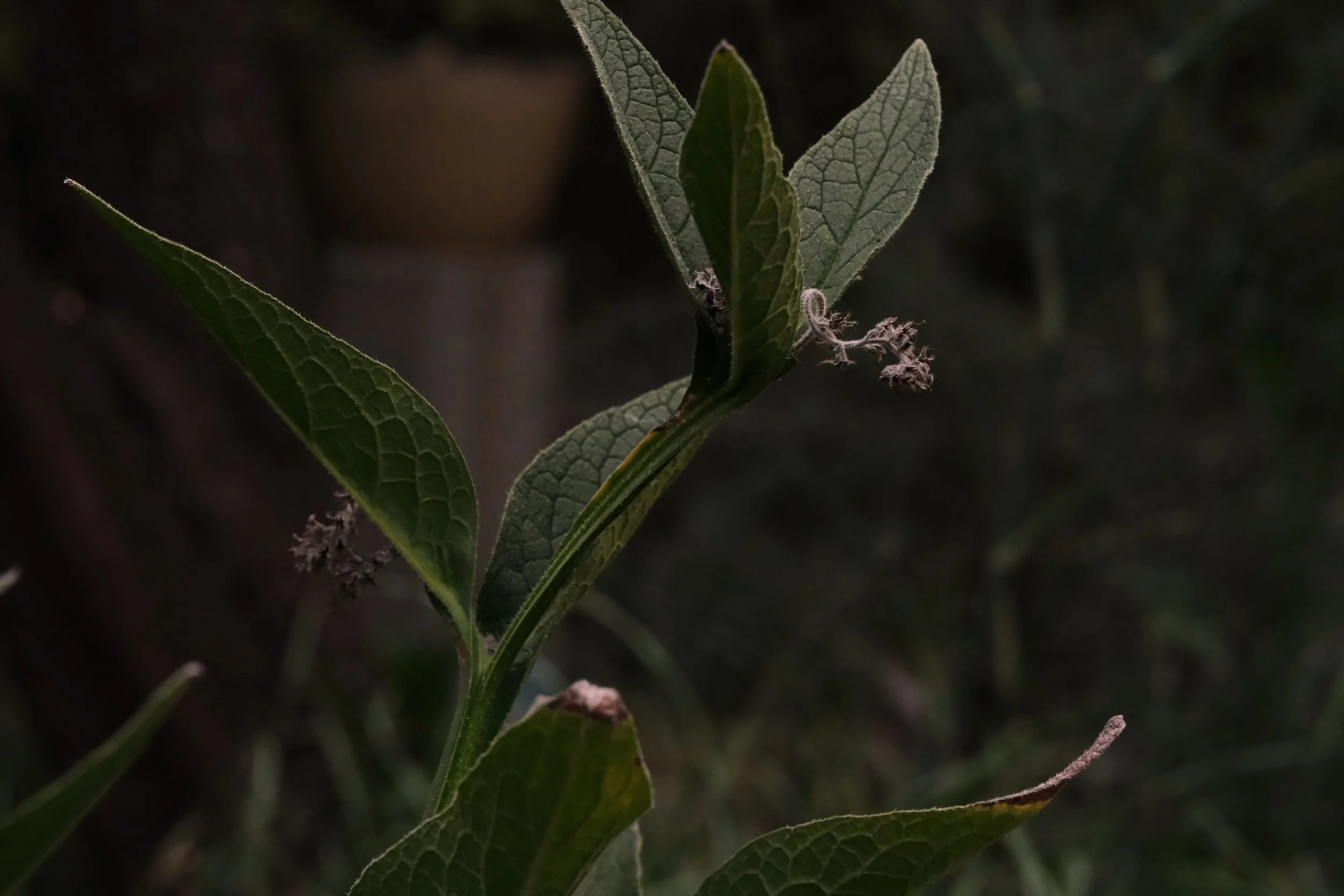 comfrey