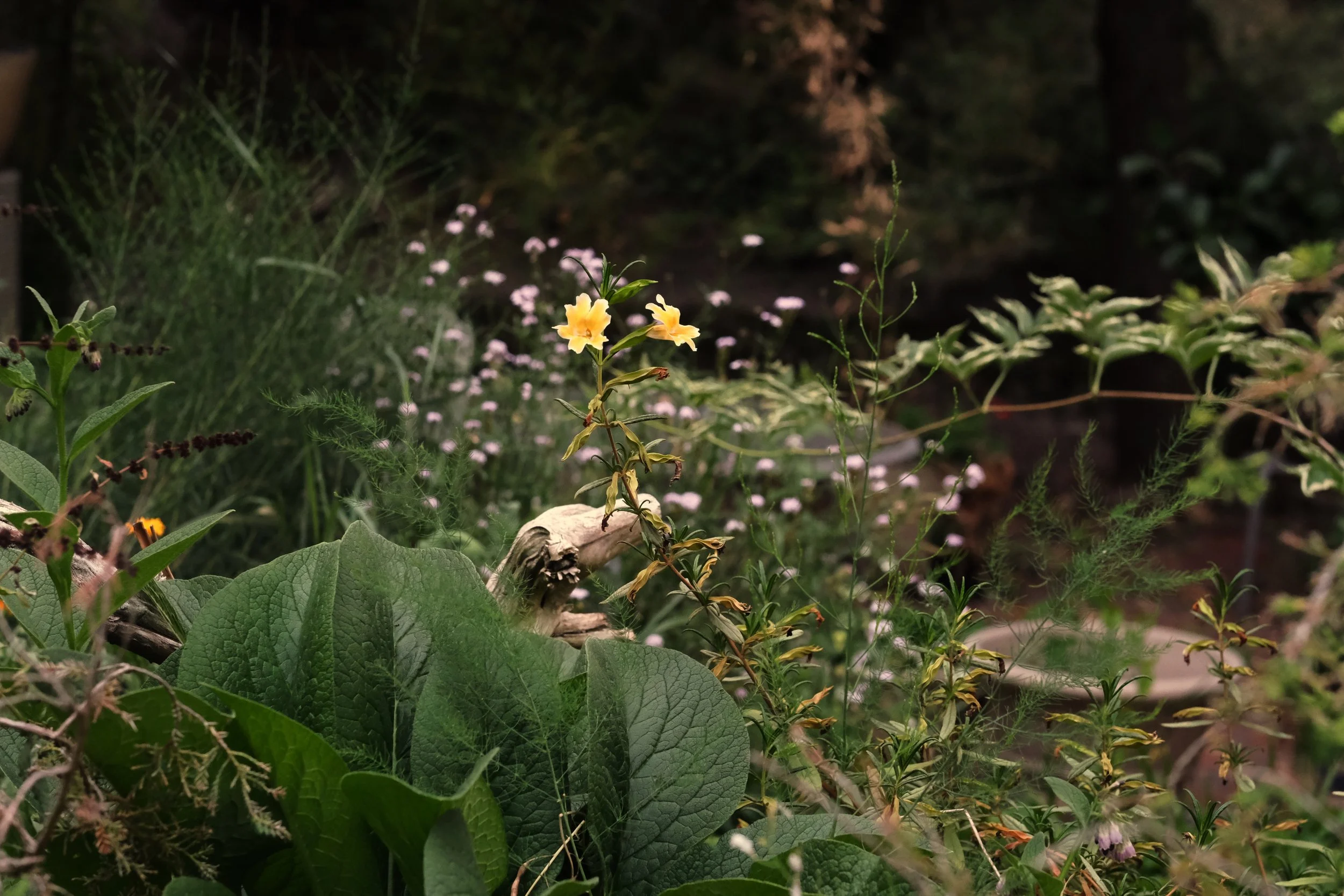 comfrey, monkeyflower, elderberry and island verbena