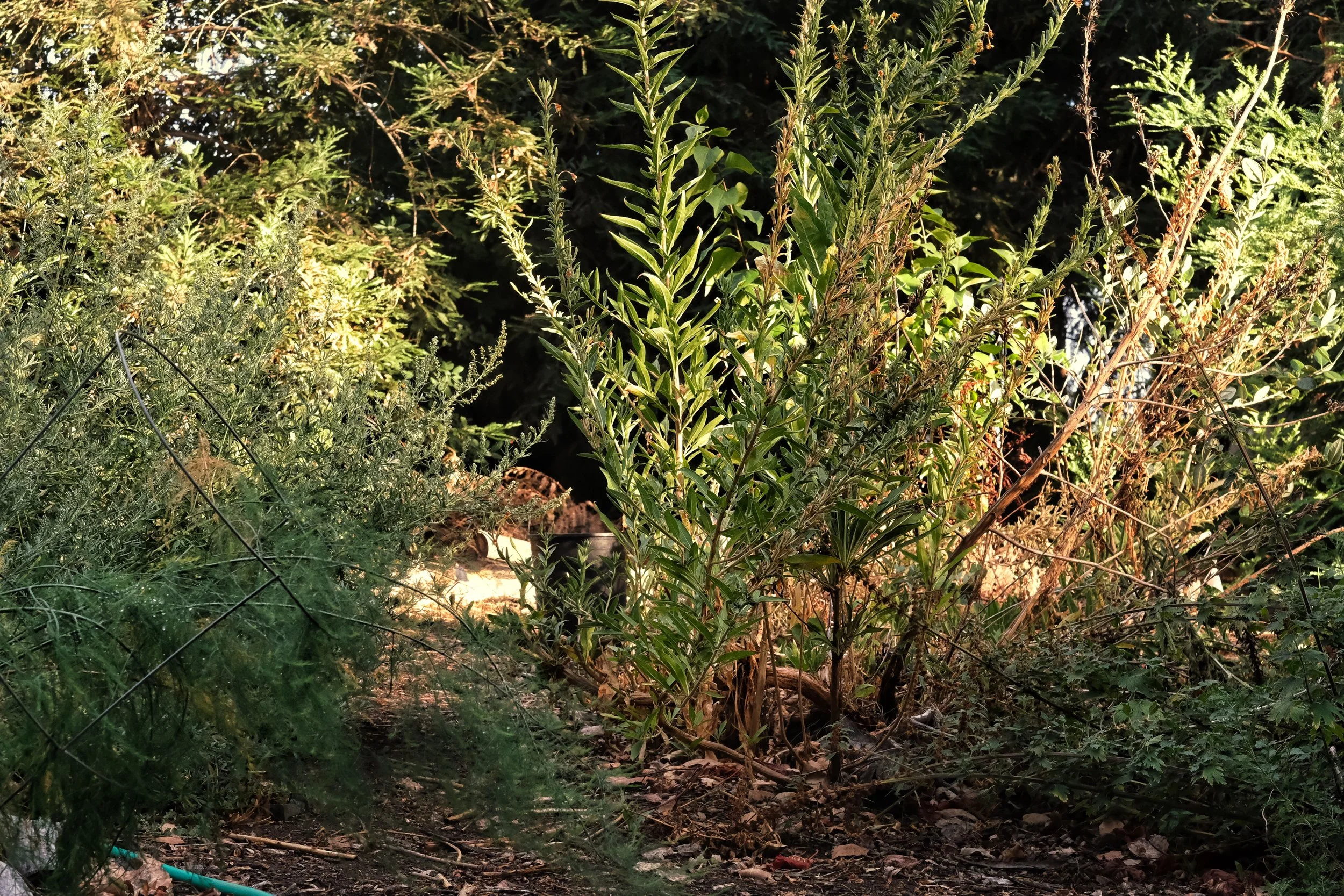 evening primrose, mugwort, asparagus and motherwort in high summer