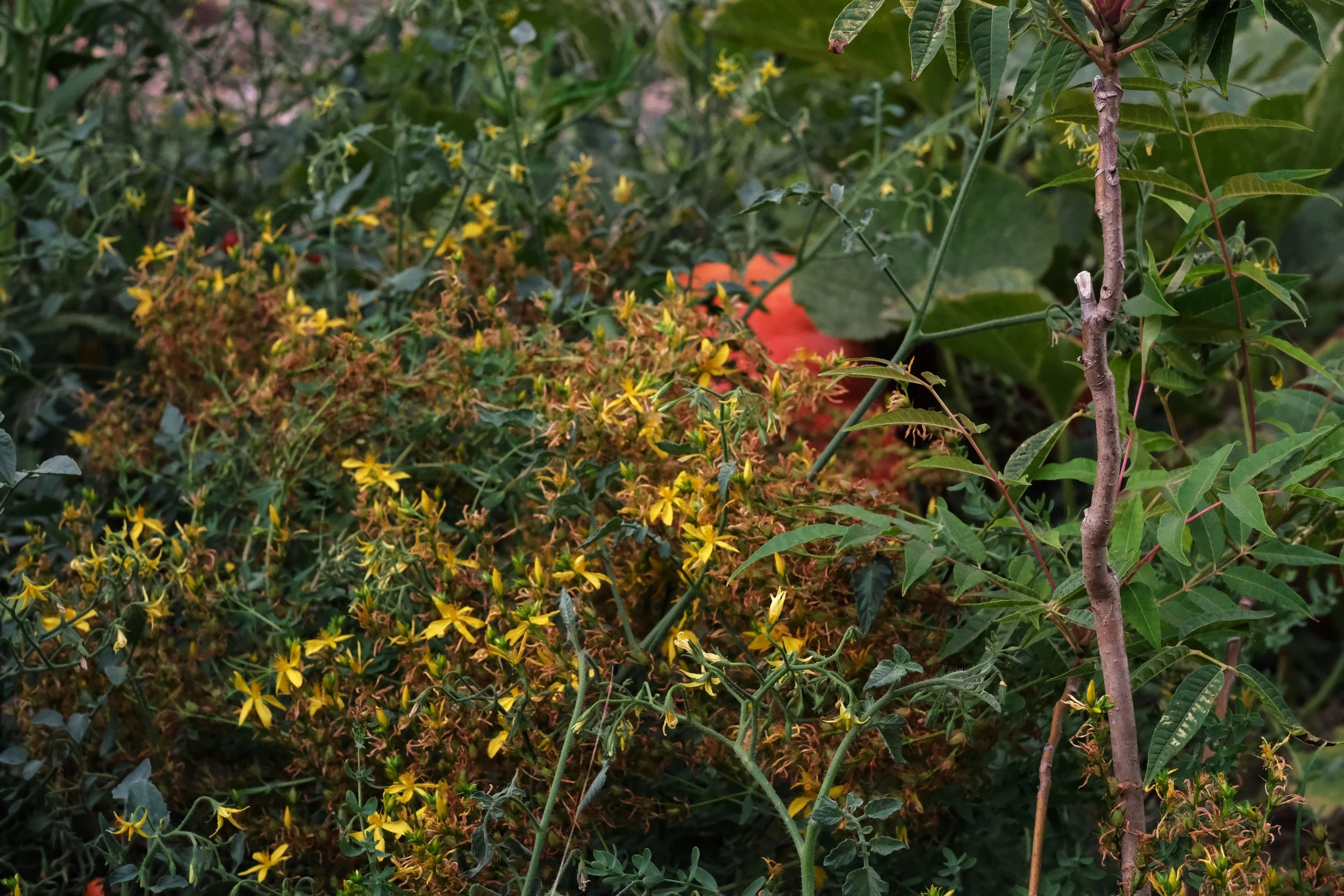 pumpkin, saint johns wort and toon tree