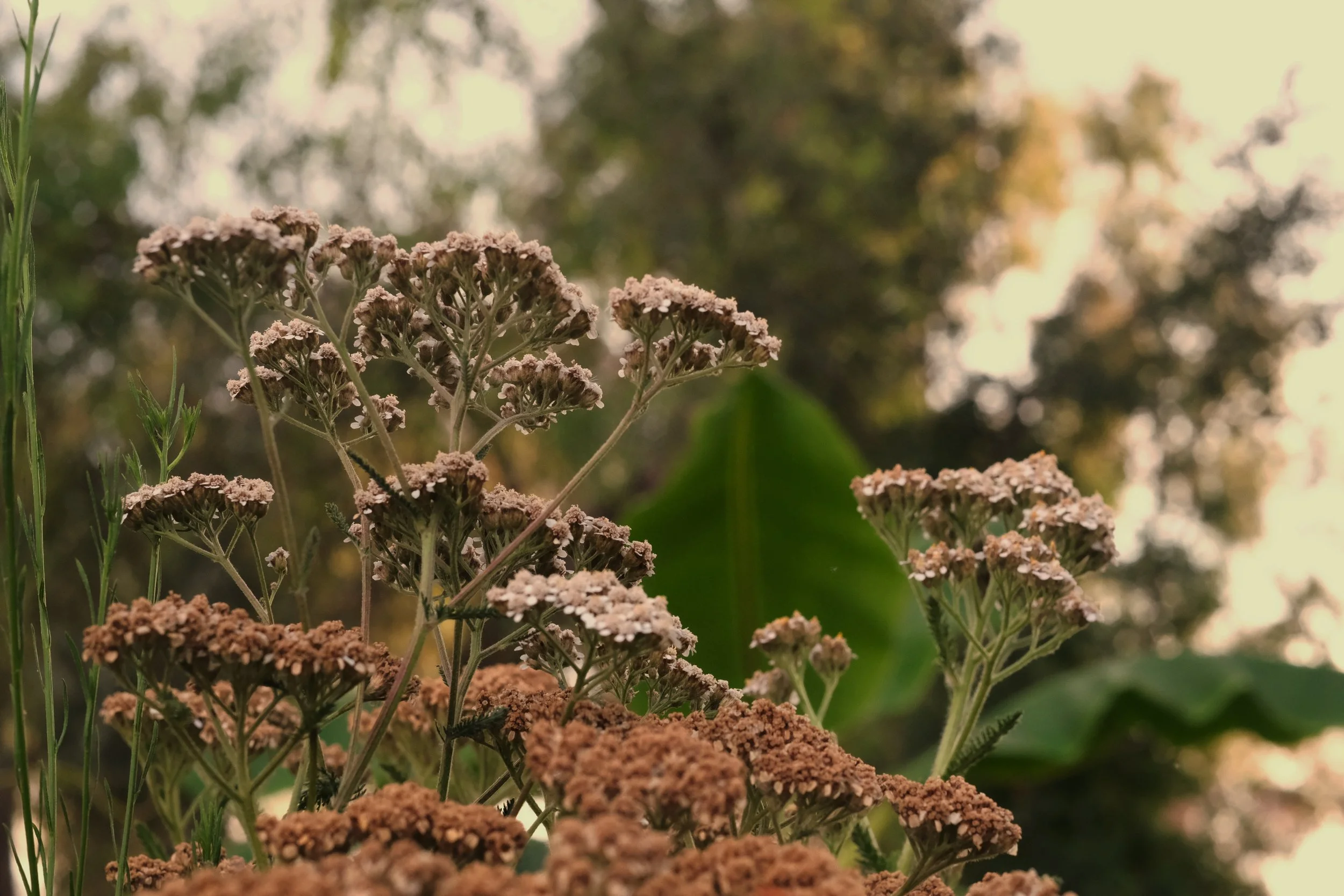 Yarrow with banana and cedar in background