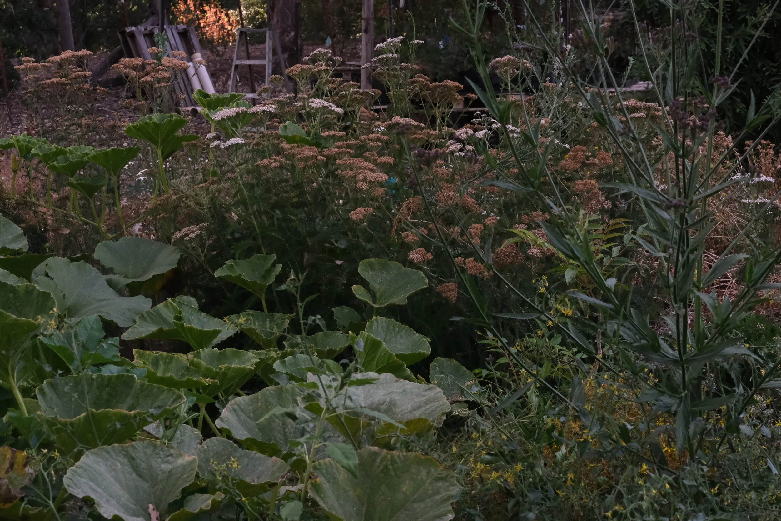 pumpkins with western vervain and yarrow