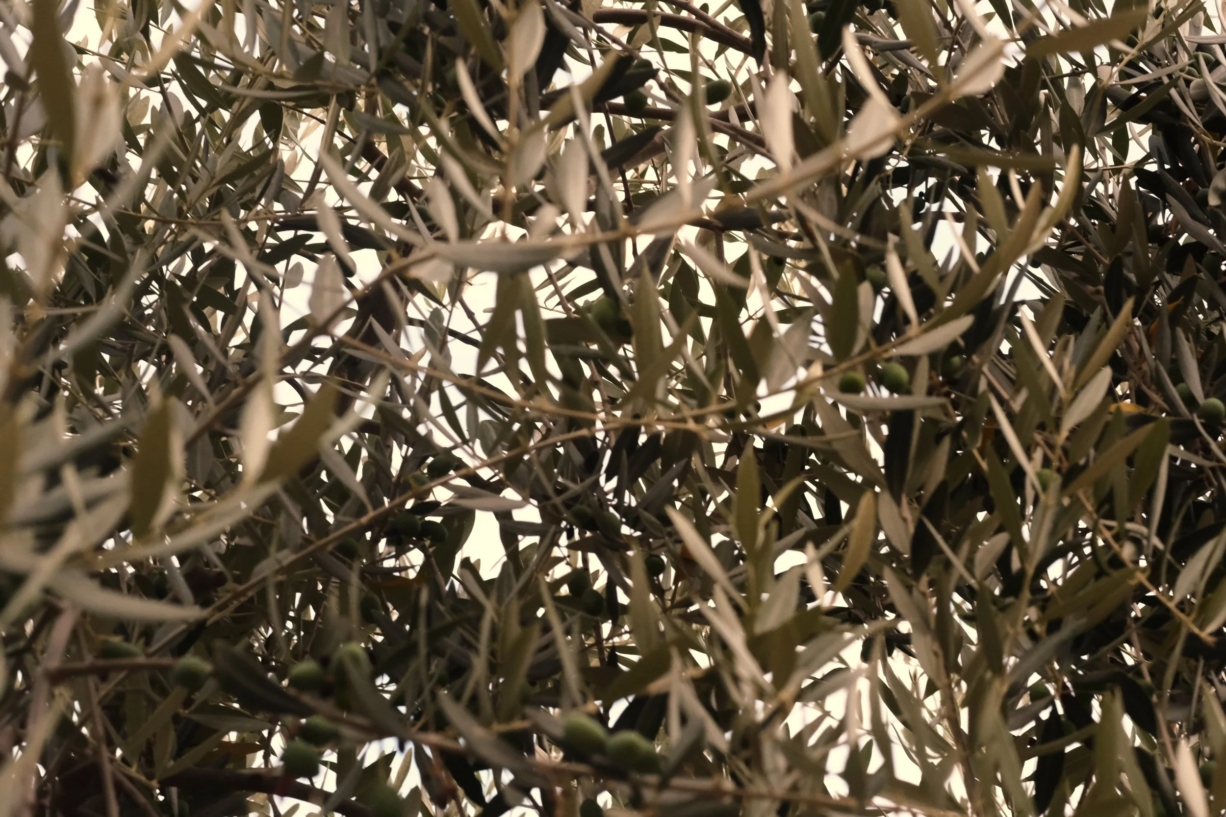 olive leaves