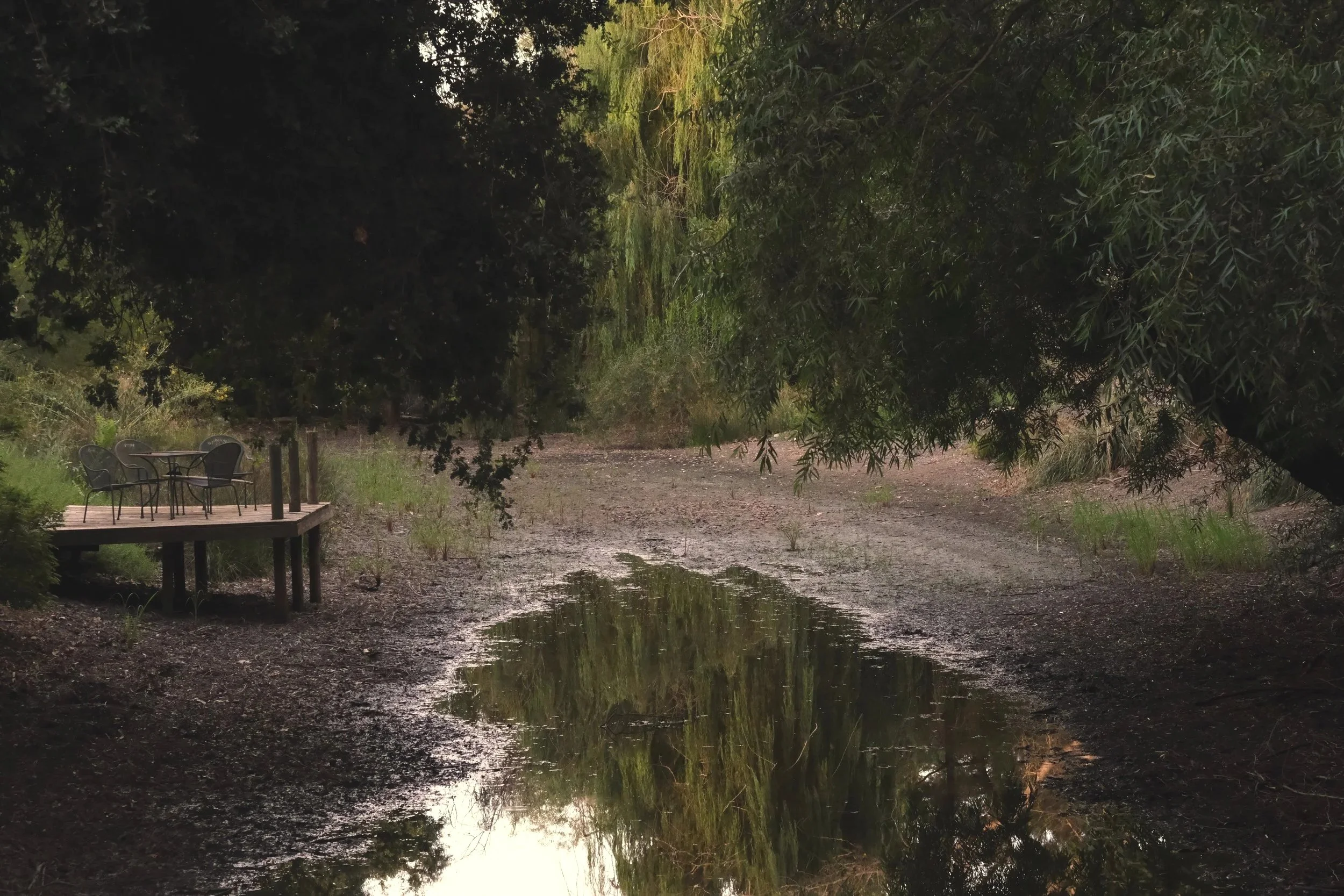 The slough from the east; oak and black willow