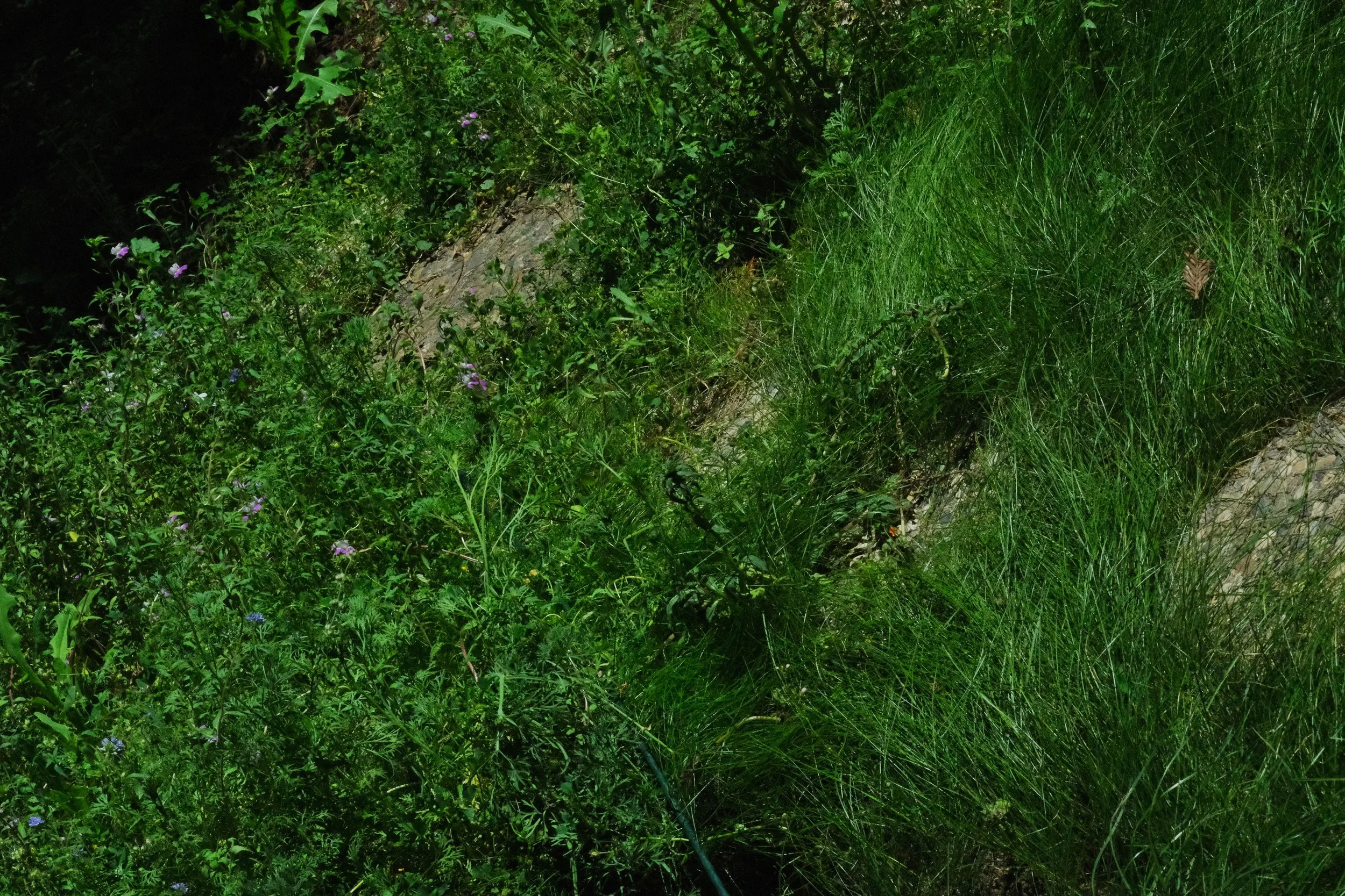 stepping stones with fescue and spring ephemerals