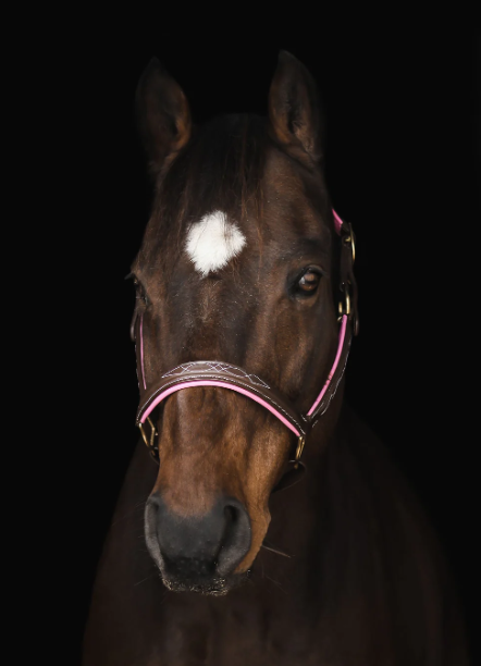 Derby brown pink.png