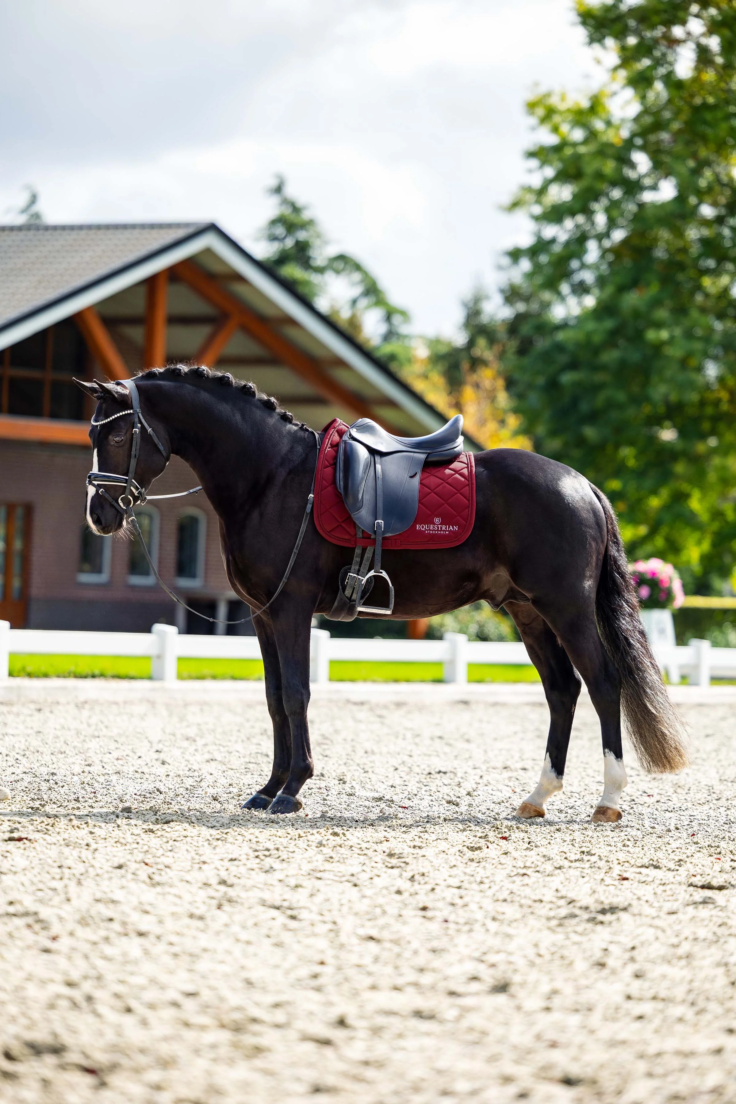 A black horse with a red saddle pad and black saddle standing on a sandy riding arena, with a building and trees in the background.