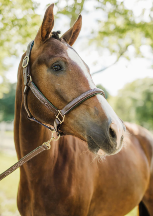 Belmont Hunter.png