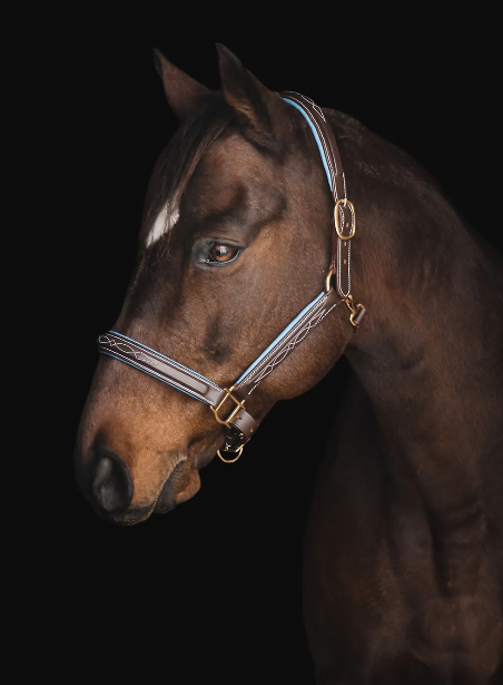 Derby brown blue.png