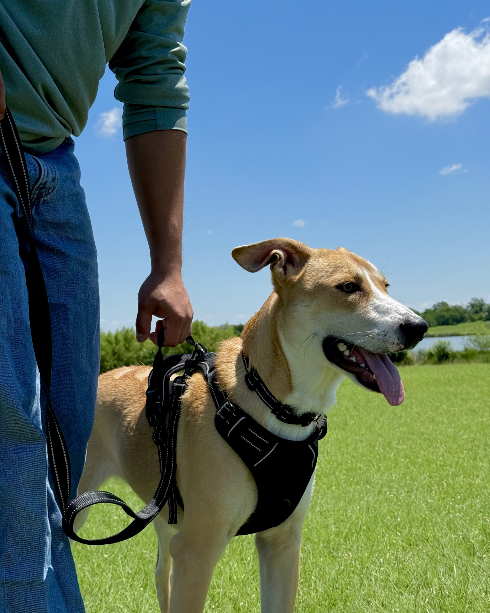 Always In Control Collar, Harness & Leash Set