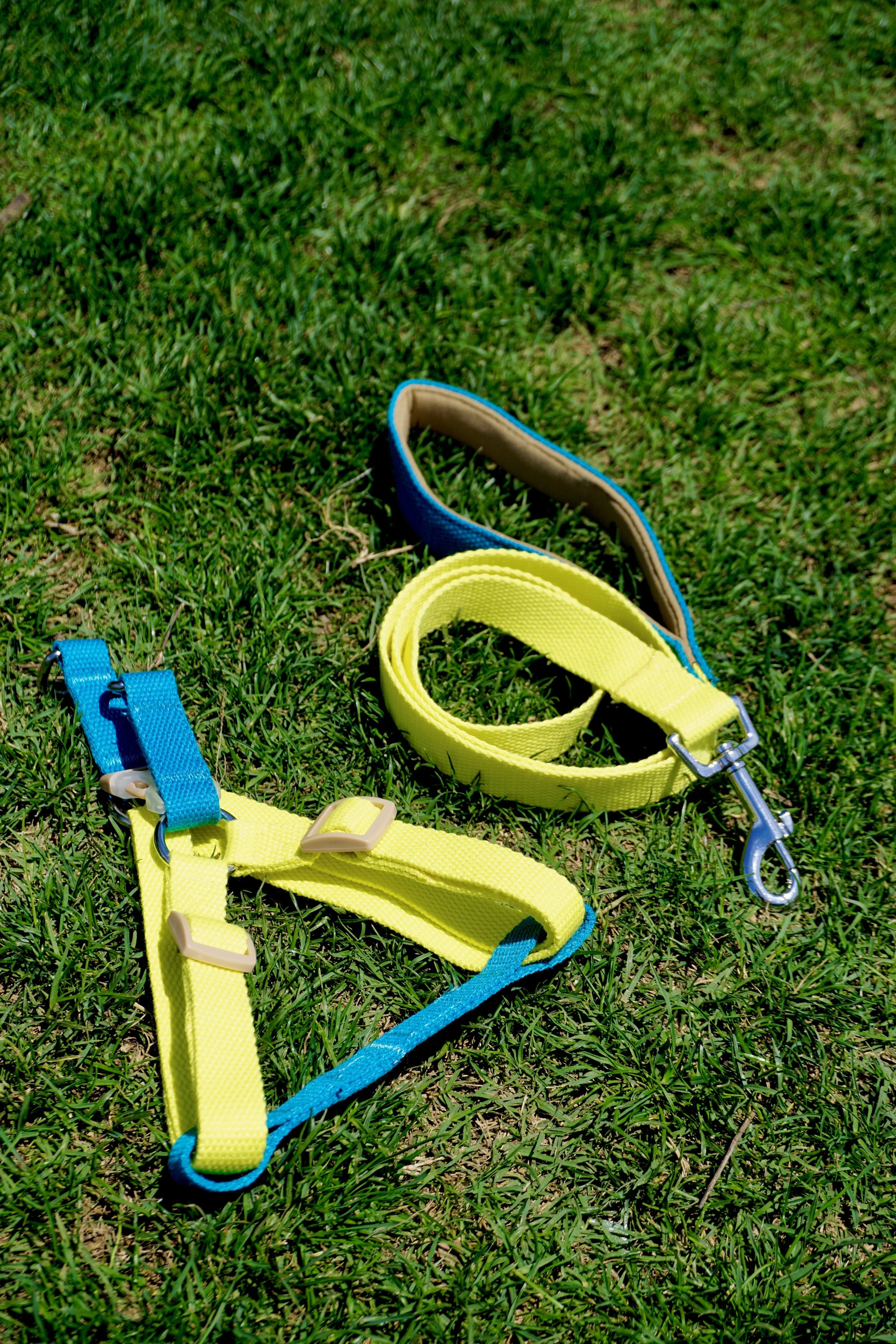 Bright Around the Corner Collar, Harness and Leash Set